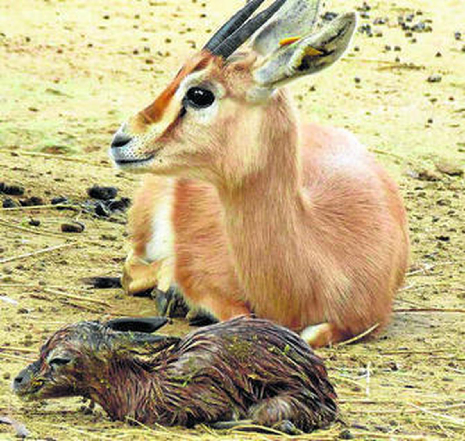 La cría de gacela dorca que puede ser ya vista por los visitantes del Zoo.