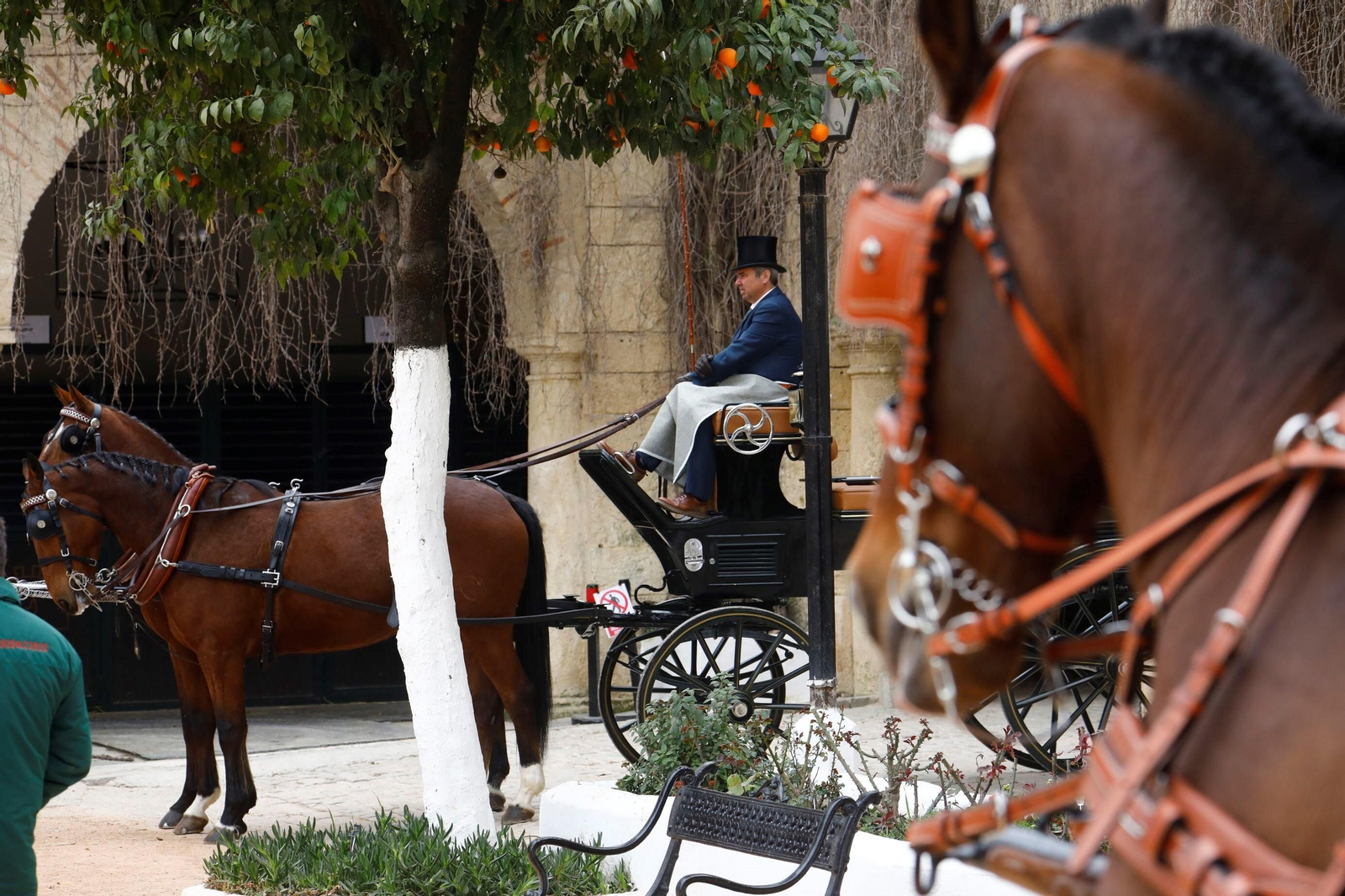La exhibición de enganches en Caballerizas Reales de Córdoba, en imágenes