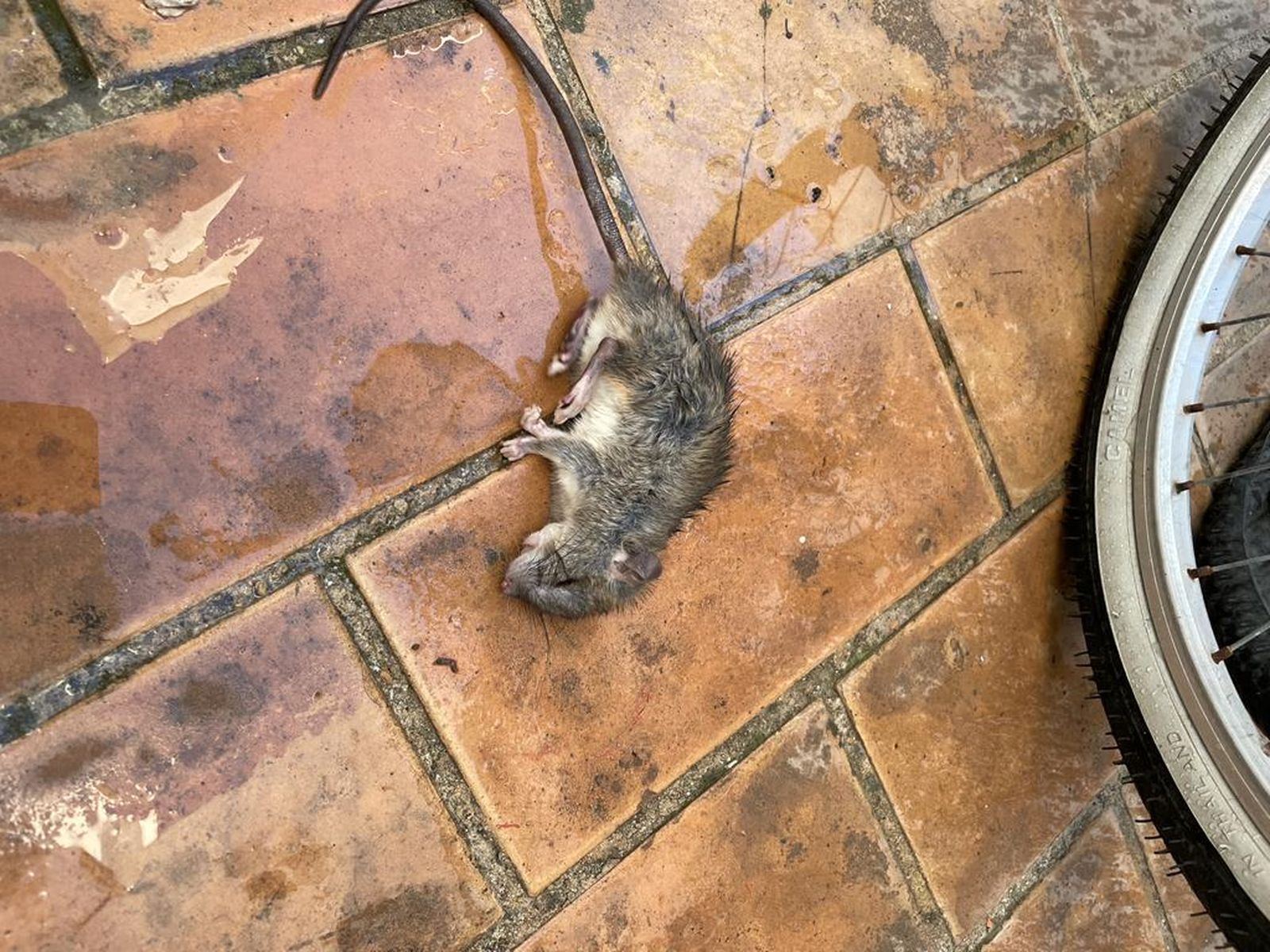 Una rata muerta en el patio interior entre los bloques 20 y 22 de Doctor Marañón.