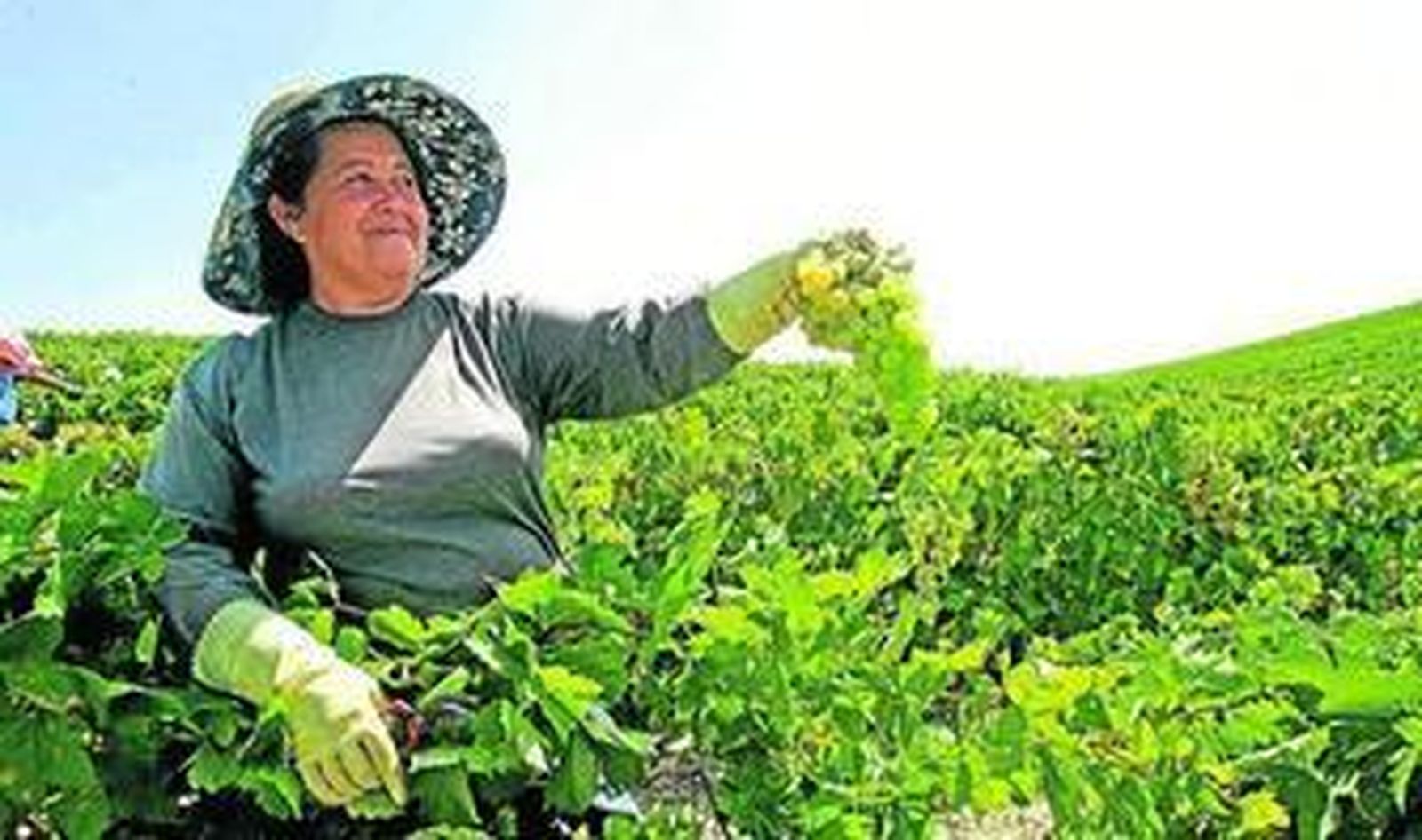 Andalucía suma más de 30.000 hectáreas dedicadas a viñedo.