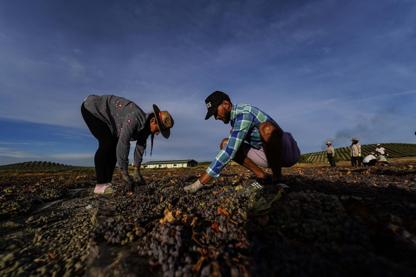Una pareja de jornaleros recoge la uva  pasa  del suelo después de su sequado al sol en una finca en Montalbán (Córdoba).