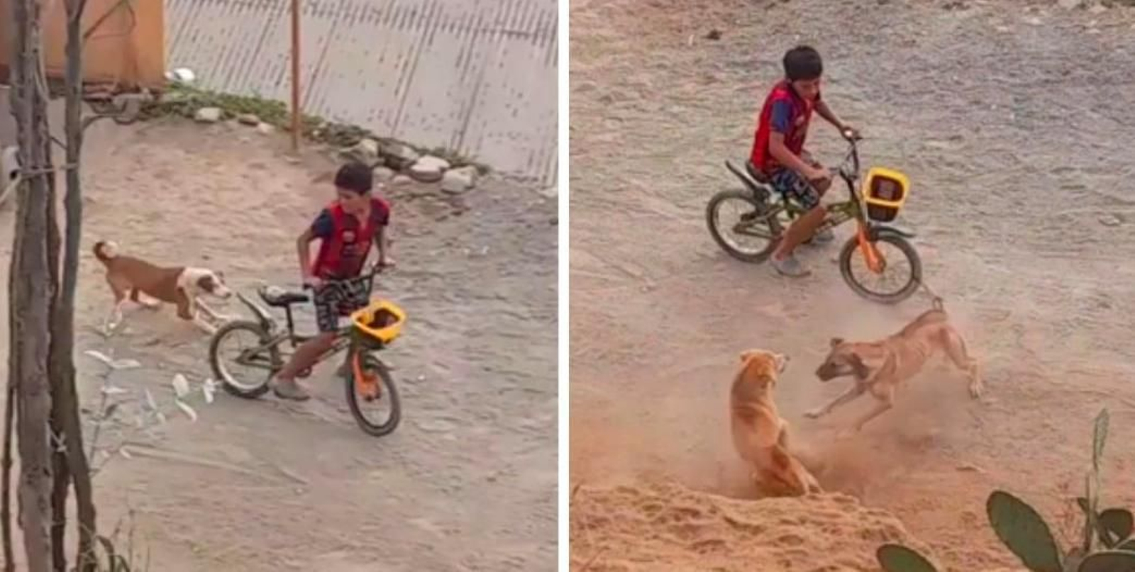 Un perro arriesga su vida para salvar a su dueño del ataque de cuatro perros