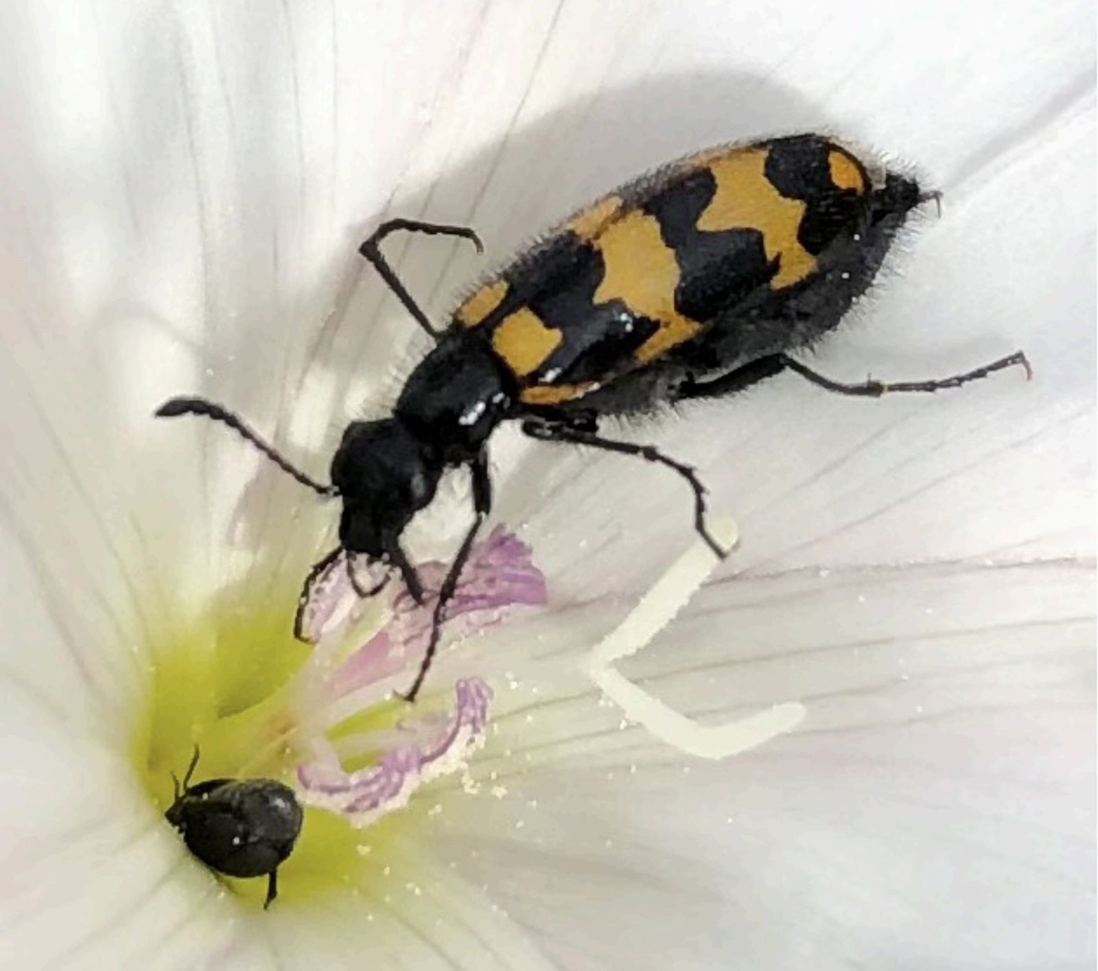 Ejemplar de Mylabris nevadensis.