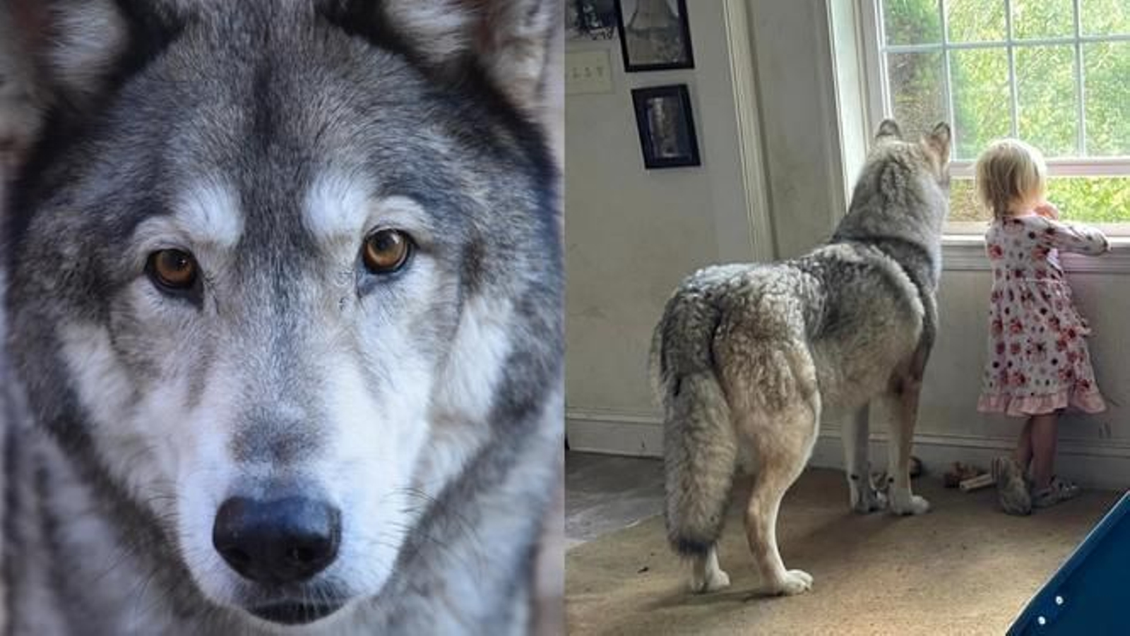 Un cazador mata a un perro cruzado con malamute pensando que era un coyote