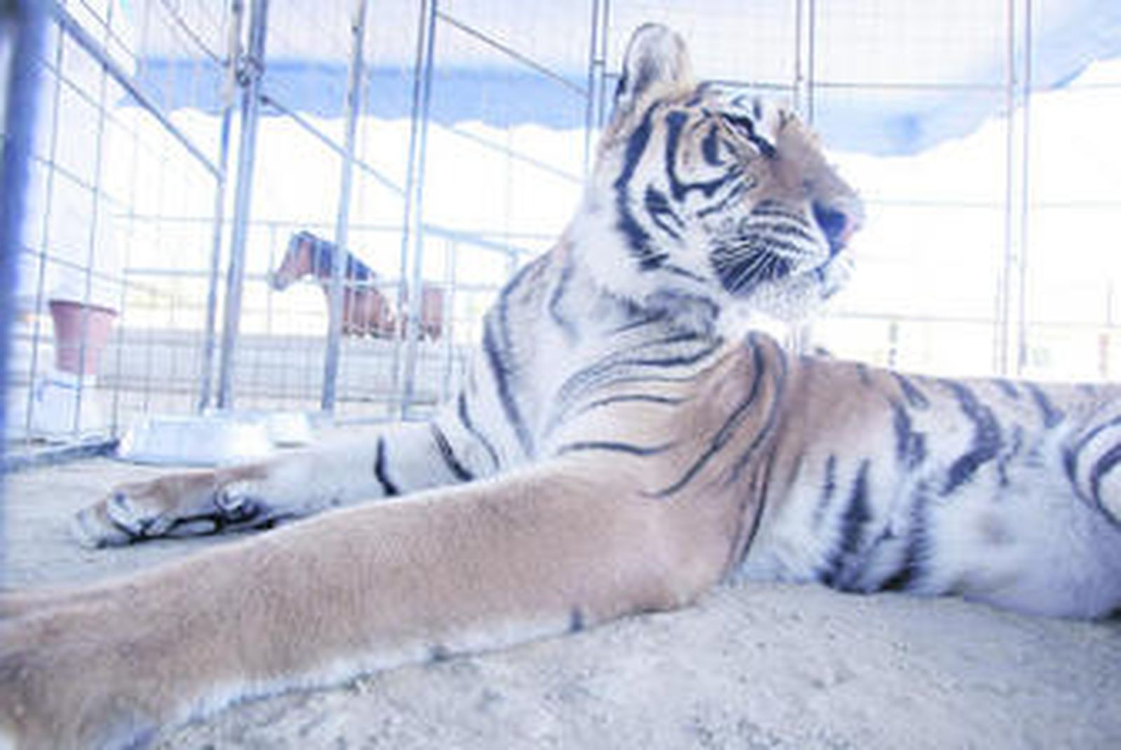 Imagen de algunos de los animales que forman parte del espectáculo de este circo.