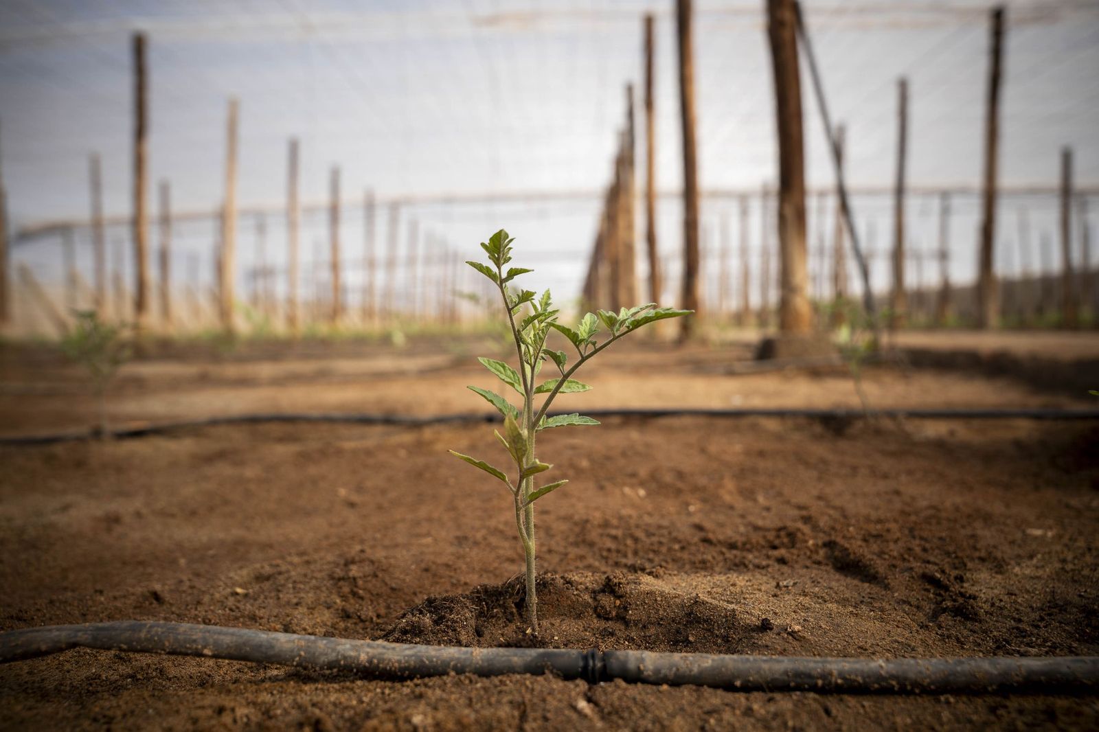 La primavera se planta en invierno entre sandías y tomates almerienses
