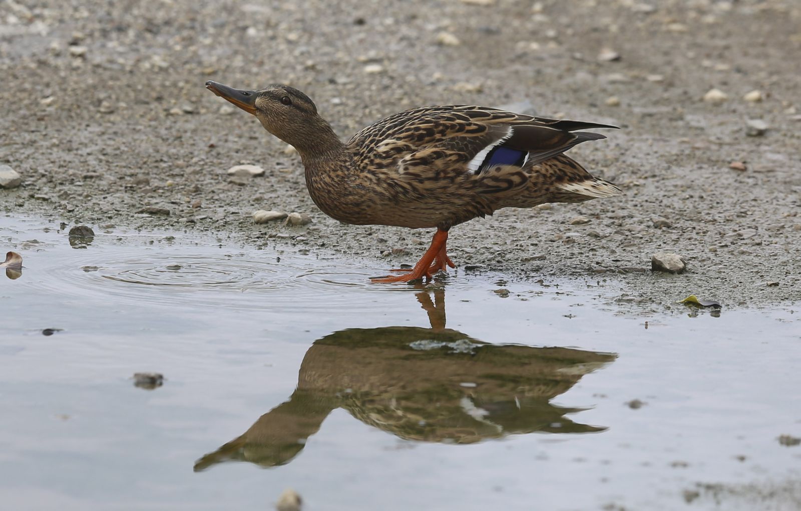 Playas cerradas en Torremolinos, la imagen del coronavirus en Málaga