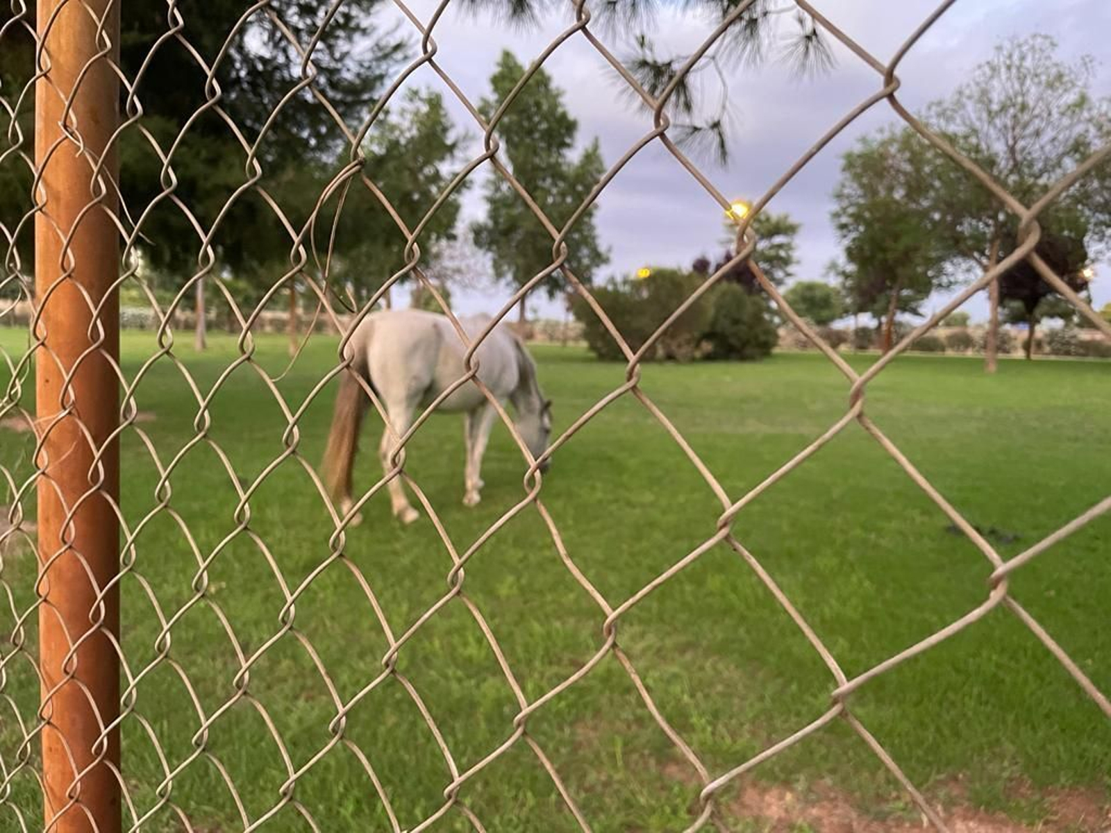 Caballos sueltos en el parque Vega de Triana de Sevilla