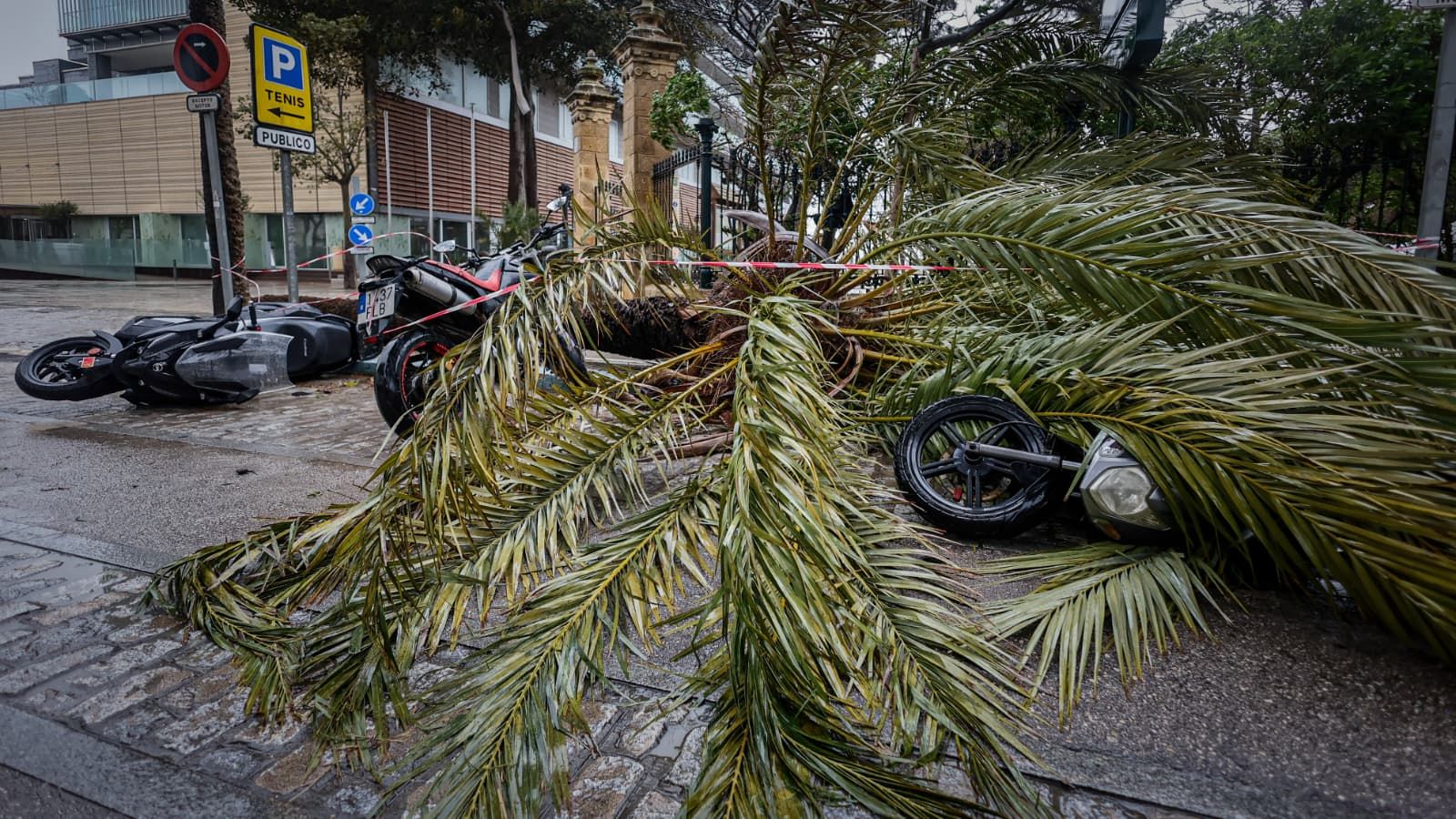 Palmeras caídas en la zona del Parque Genovés sepultando a varias motos aparcadas.
