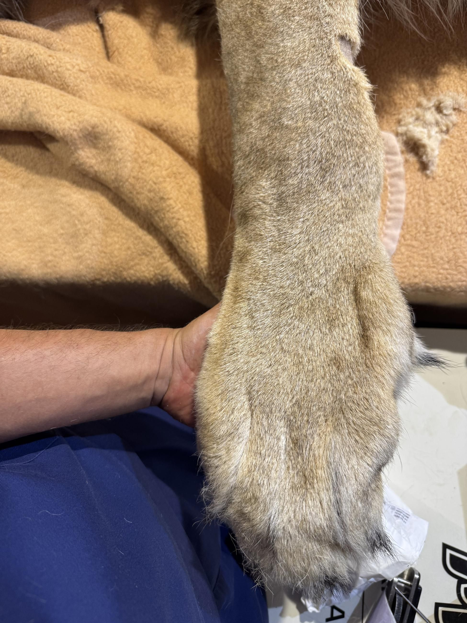 Así es Amaru, el león que ha sobrevido a una grave operación en Tabernas