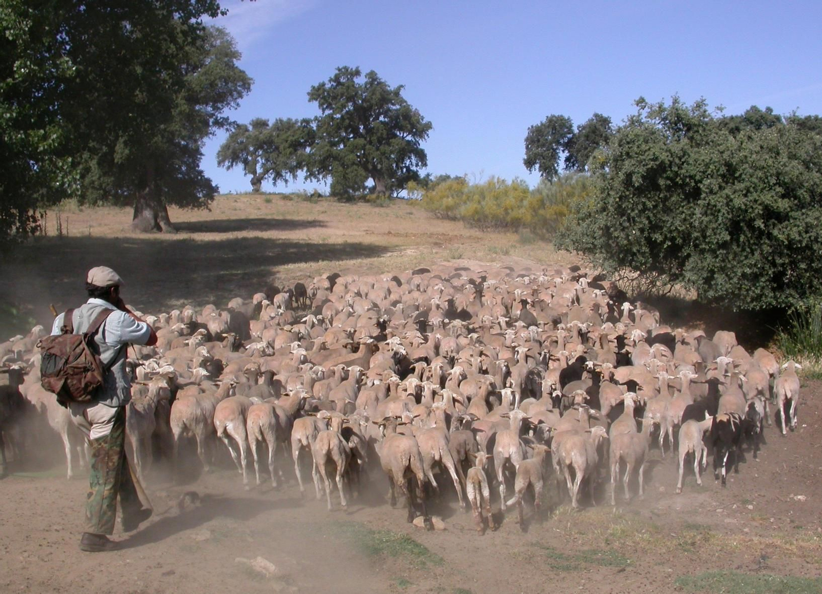 Rebaño de cabras en una explotación de la Serranía de Ronda. Rebaño de cabras en una explotación de la Serranía de Ronda.