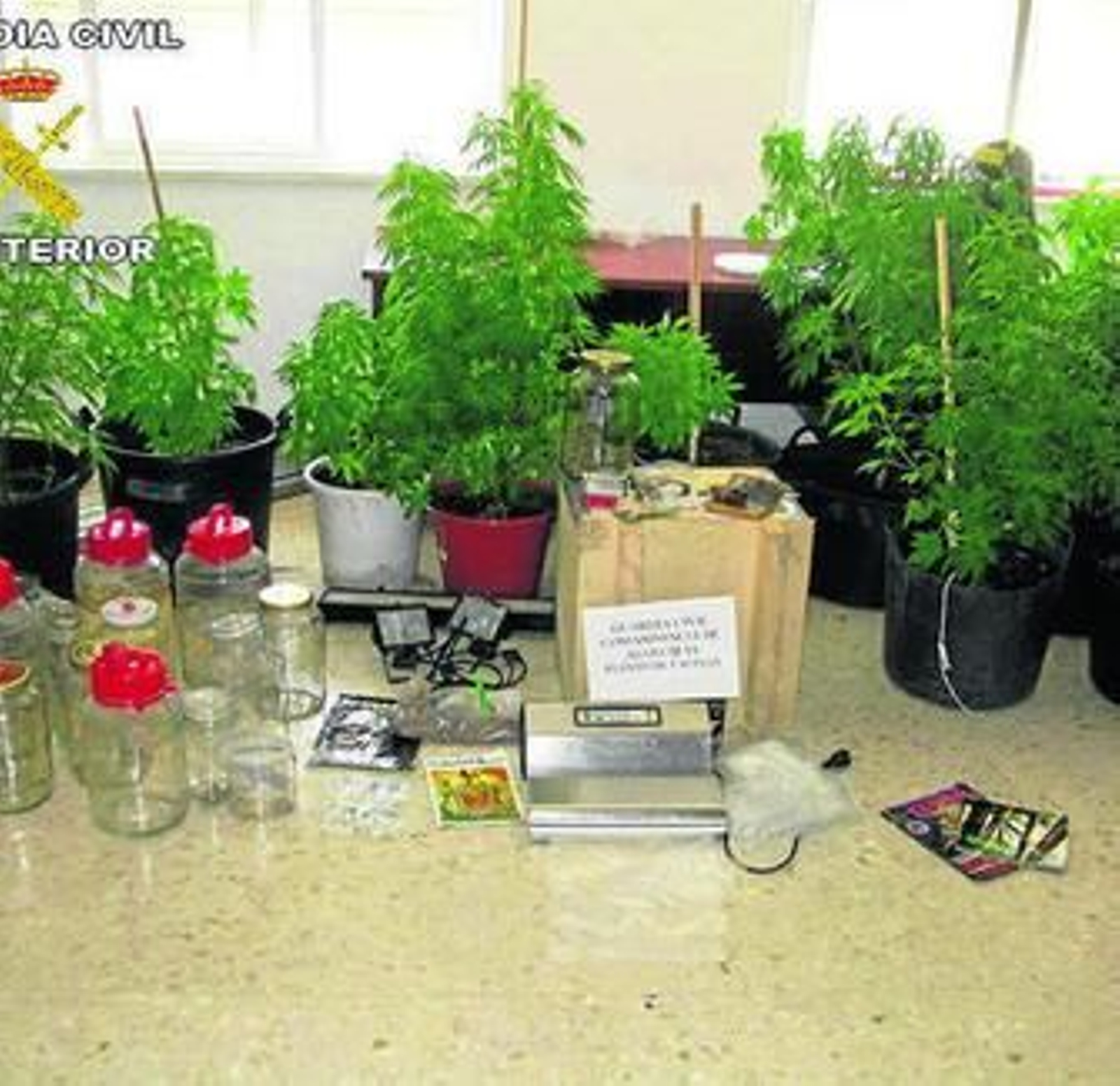 Plantas incautadas por la Guardia Civil en Facinas.