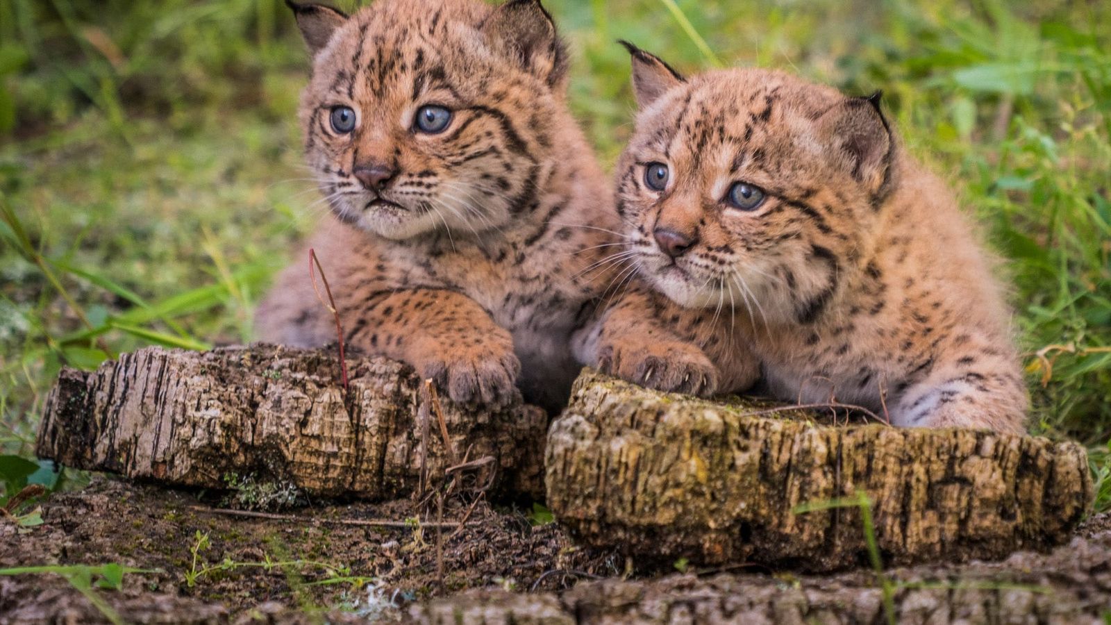 Dos cachorros de lince ibérico en el entorno de Doñana.