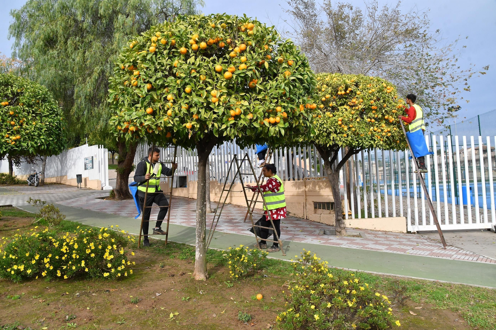 Tomares, primer municipio sevillana en recoger las naranjas amagas