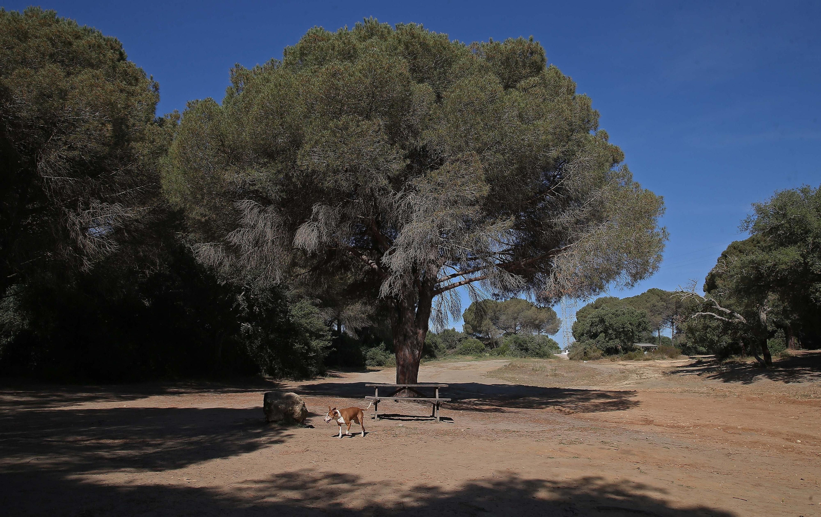 El Pinar del Rey de San Roque, en imágenes