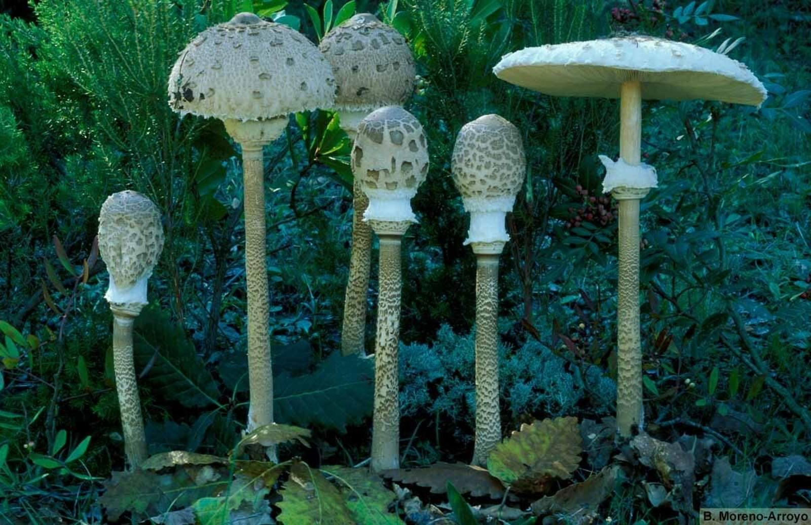 Gallipierno (macrolepiota procera)