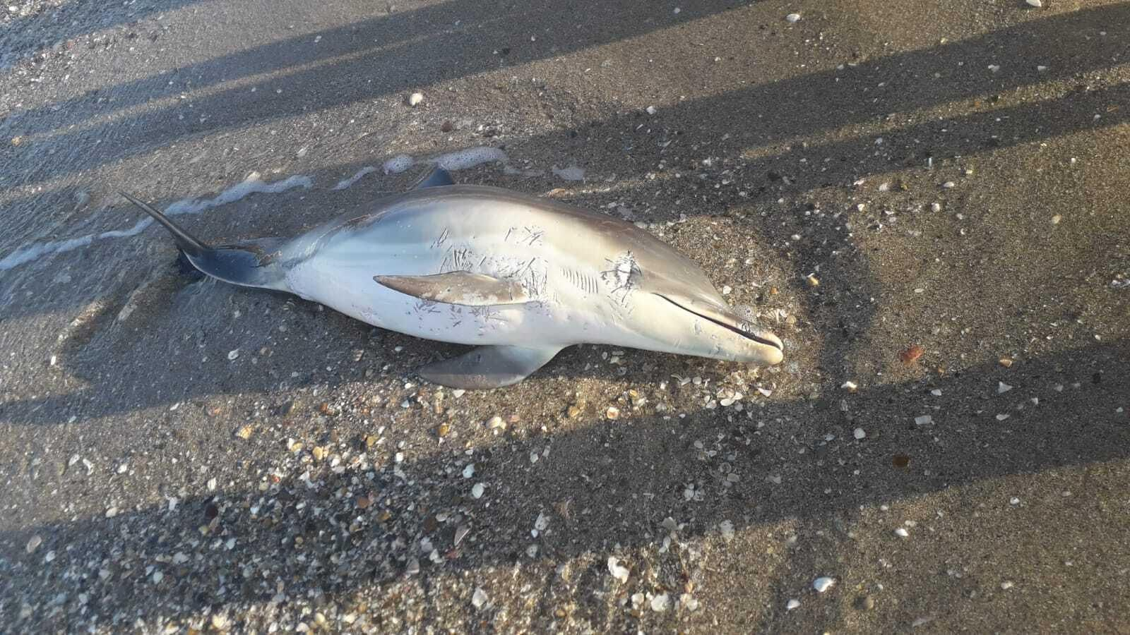El delfín que ha aparecido en la playa de Getares.