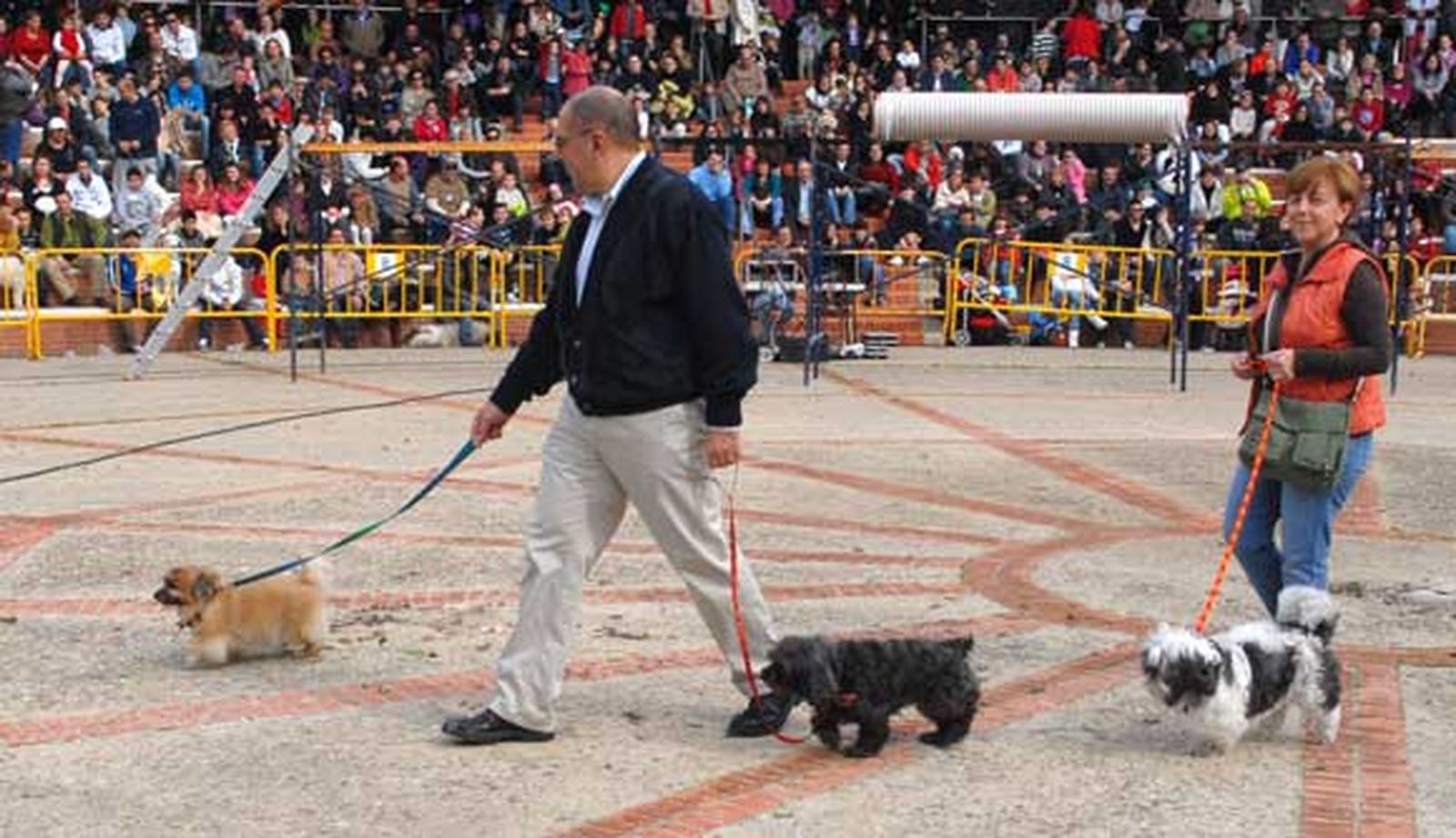 Celebración del día de San Antón en San Fernando, con concurso de mascotas y exhibición de perros policía y antidrogas de las unidades caninas de la armada y Policía Local

Foto: Rioja