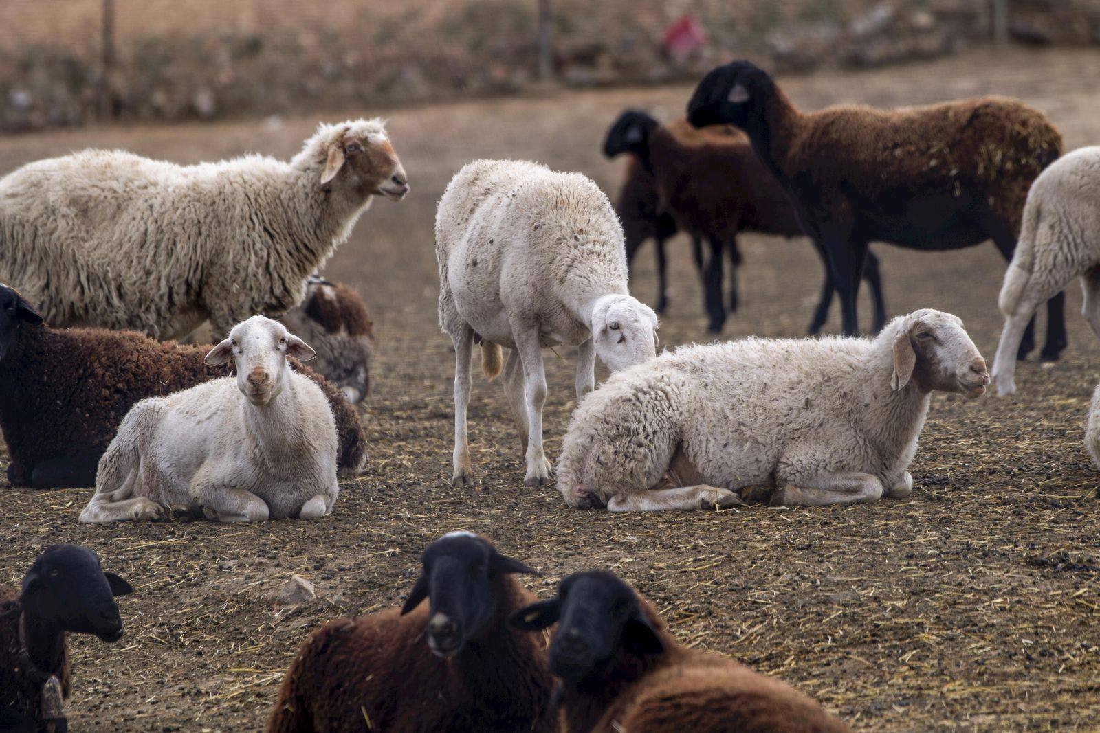 El PSOE exige a la Junta que active ayudas compensatorias por la viruela ovina