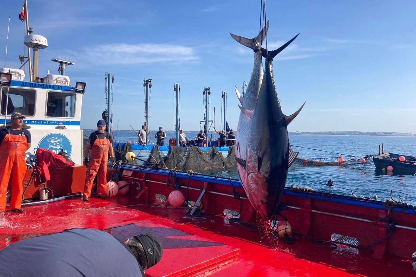 Primera levantá de la campaña.