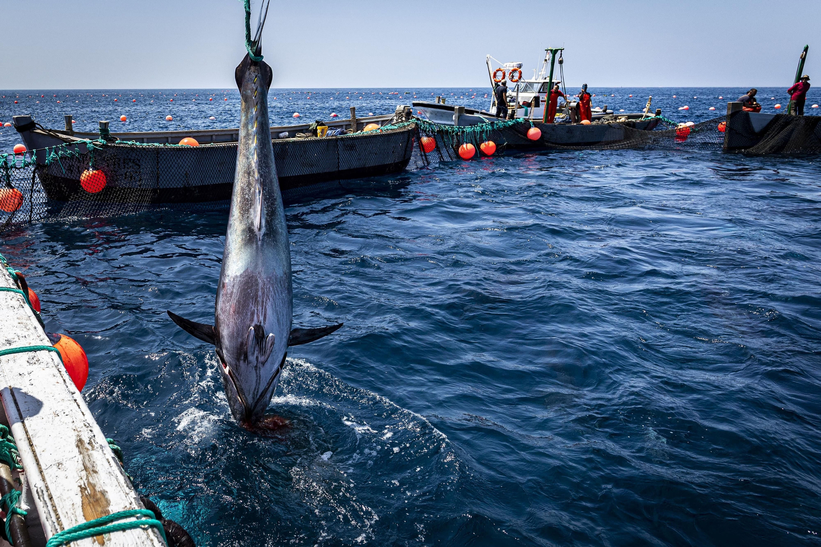 Las imágenes de la primera levantá en la almadraba de Barbate