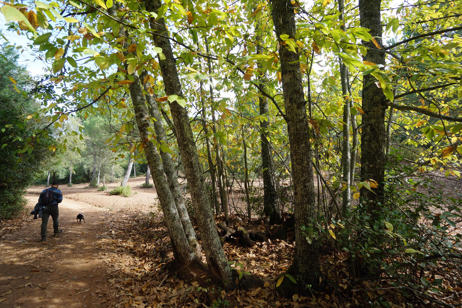 Un paseo en fotografías por el castañar de Valdejetas en la Sierra de Córdoba