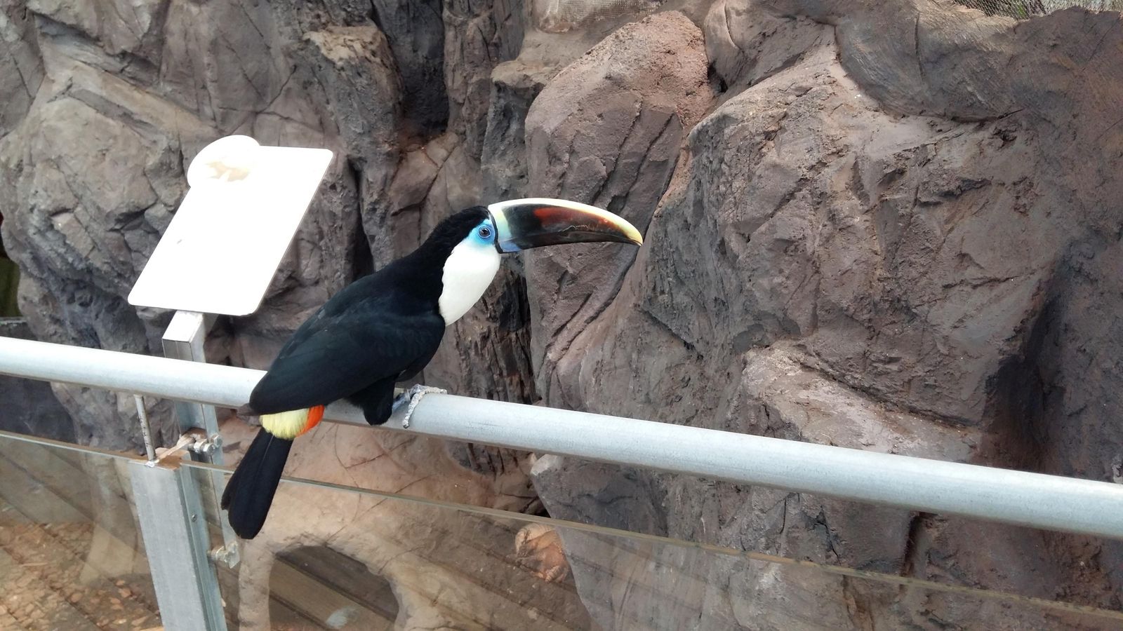 En el recorrido aéreo se encuentran aves como el tucán de pecho blanco.