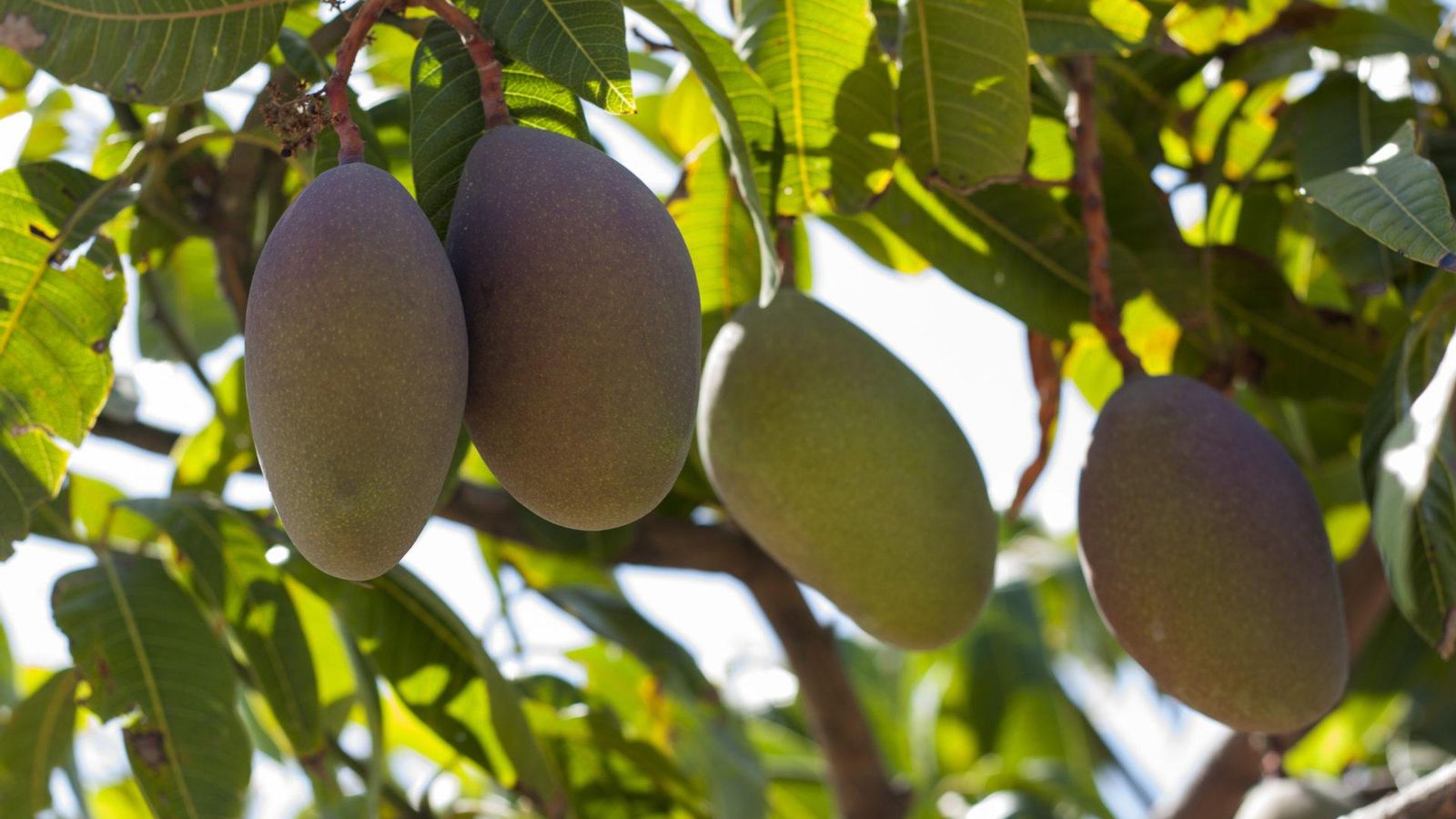Cuatro mangos de Málaga listos para coger. Cuatro mangos de Málaga listos para coger.