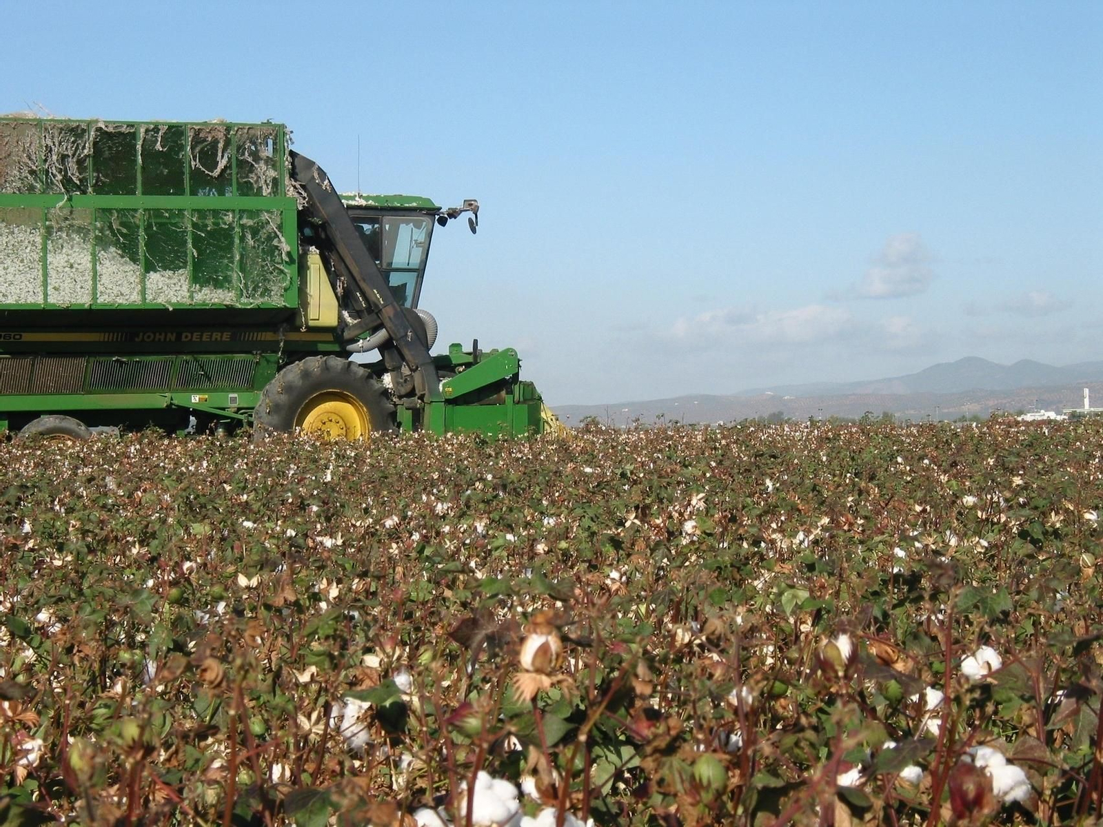 Una cosechadora realiza trabajos de recolección en un campo de algodón.