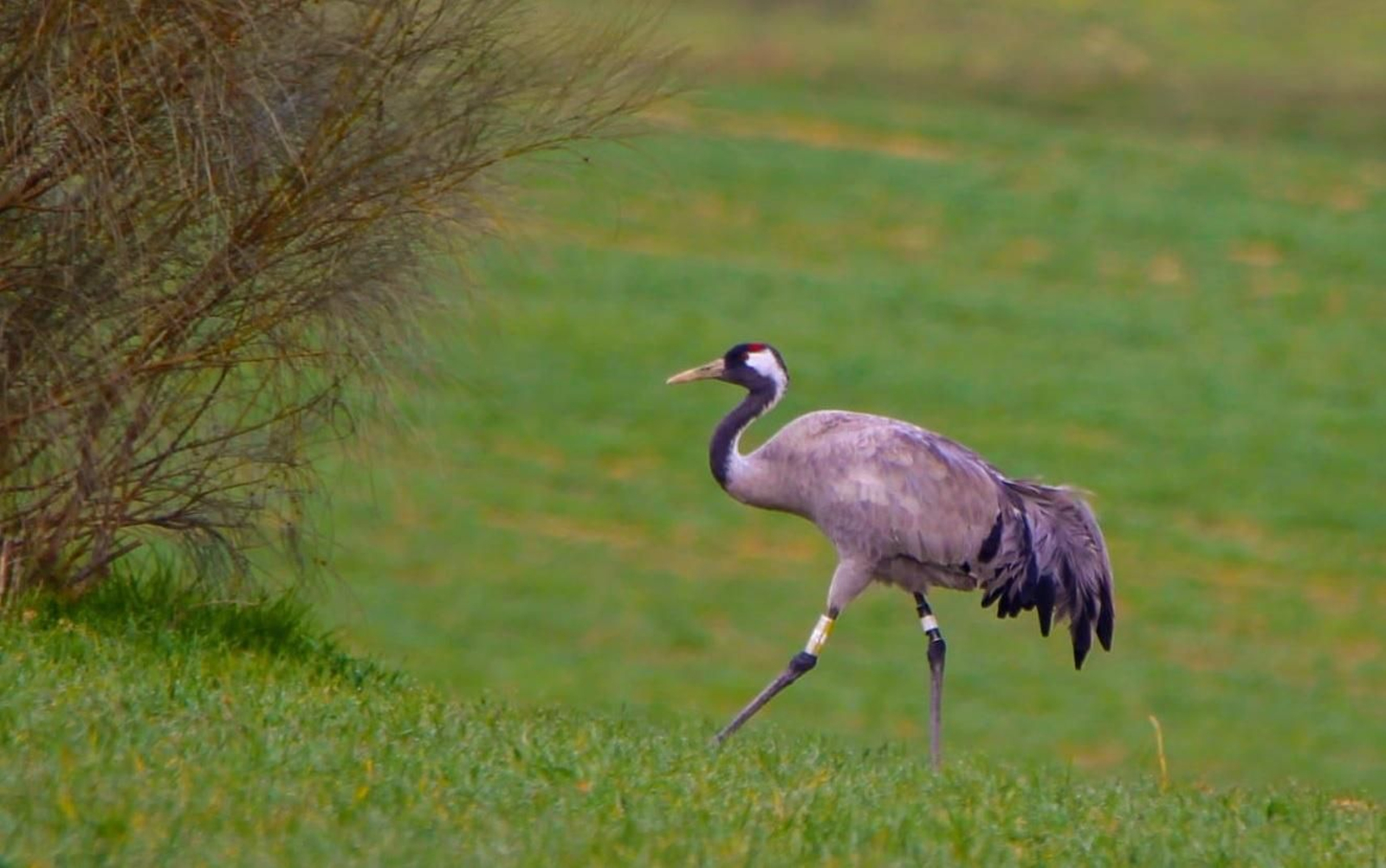 La grulla 'Josefina', 'pillada' en algún lugar de Los Pedroches.