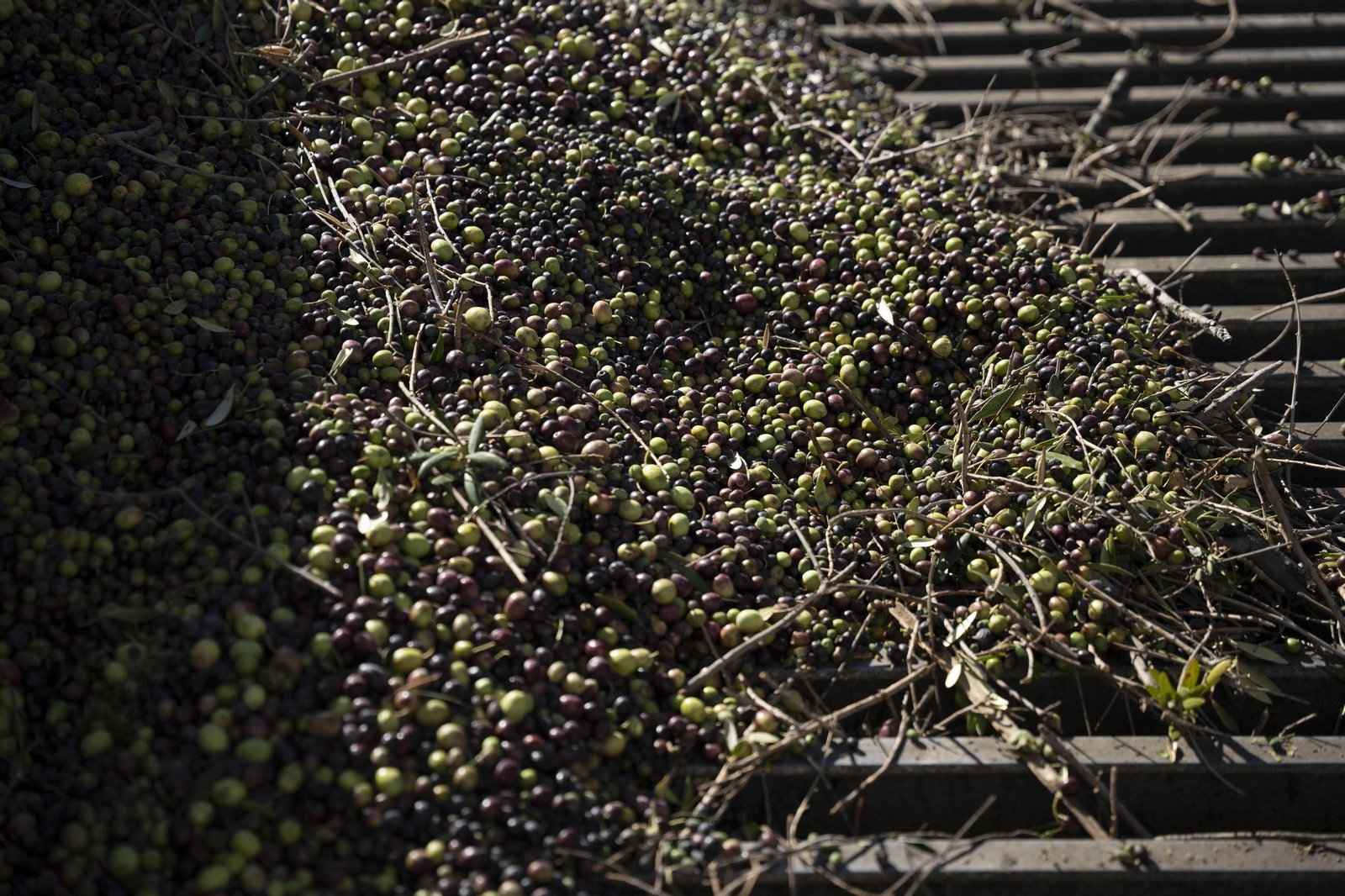 Os enseñamos como se hace el aceite en la almazara de Fiñana, en imágenes
