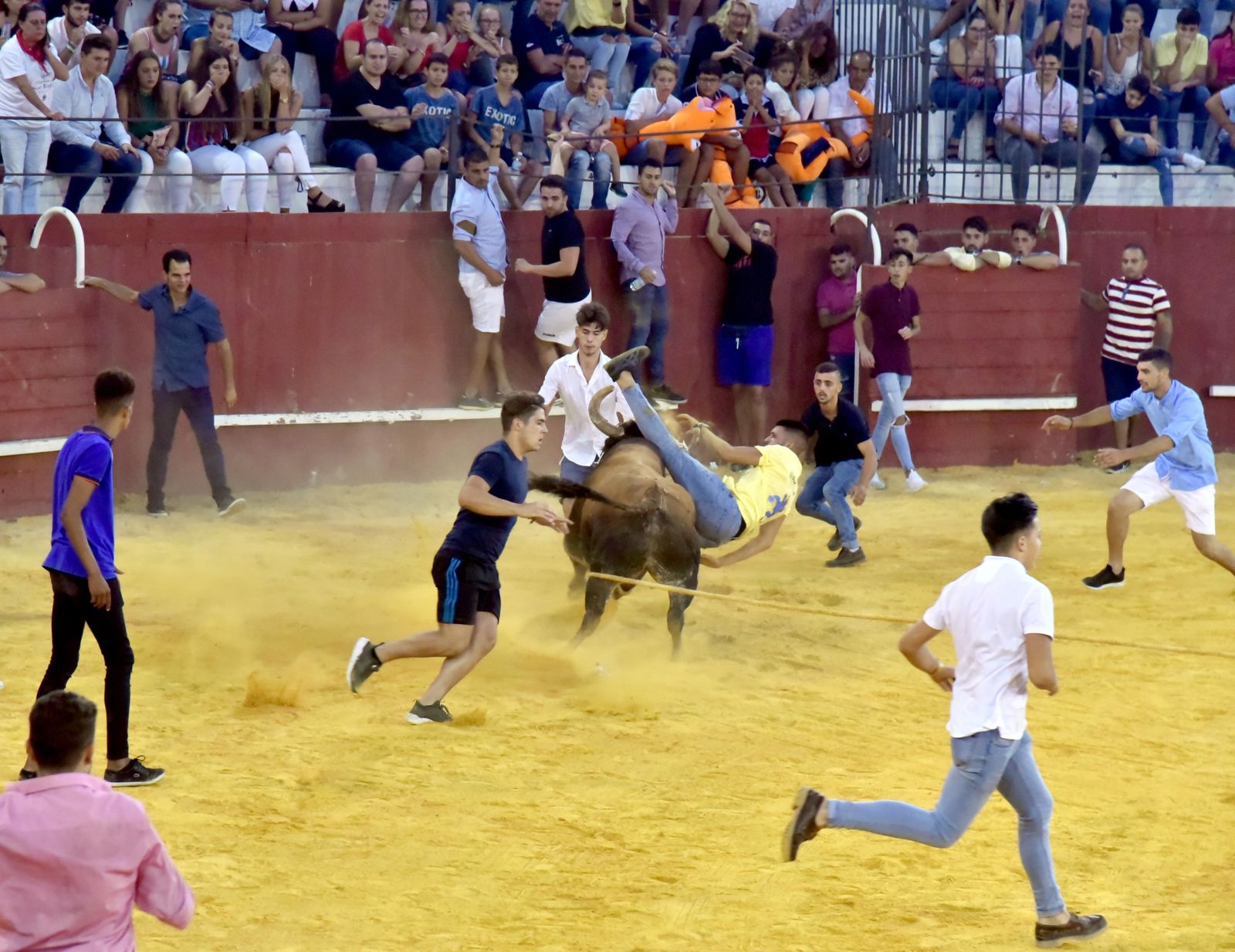 Toro del Aguardiente