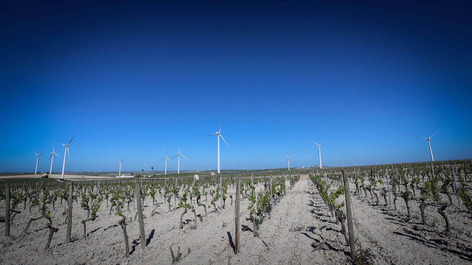 Santiago Jordi y los vinos de pasto de Patrick Murphy