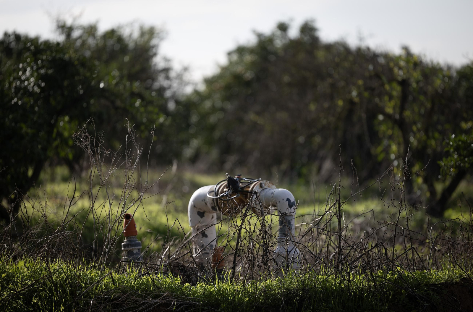 Las fotos de los cultivos en Doñana después del acuerdo sobre la regulación de regadios