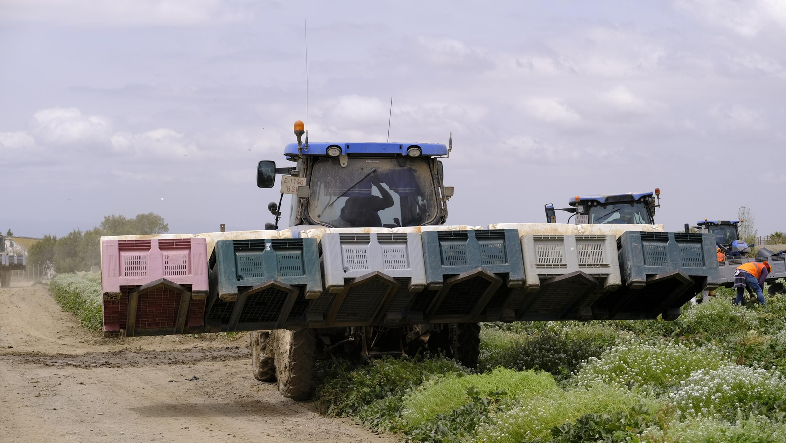 La sandía y el melón de Huércal Overa, manjares en imágenes