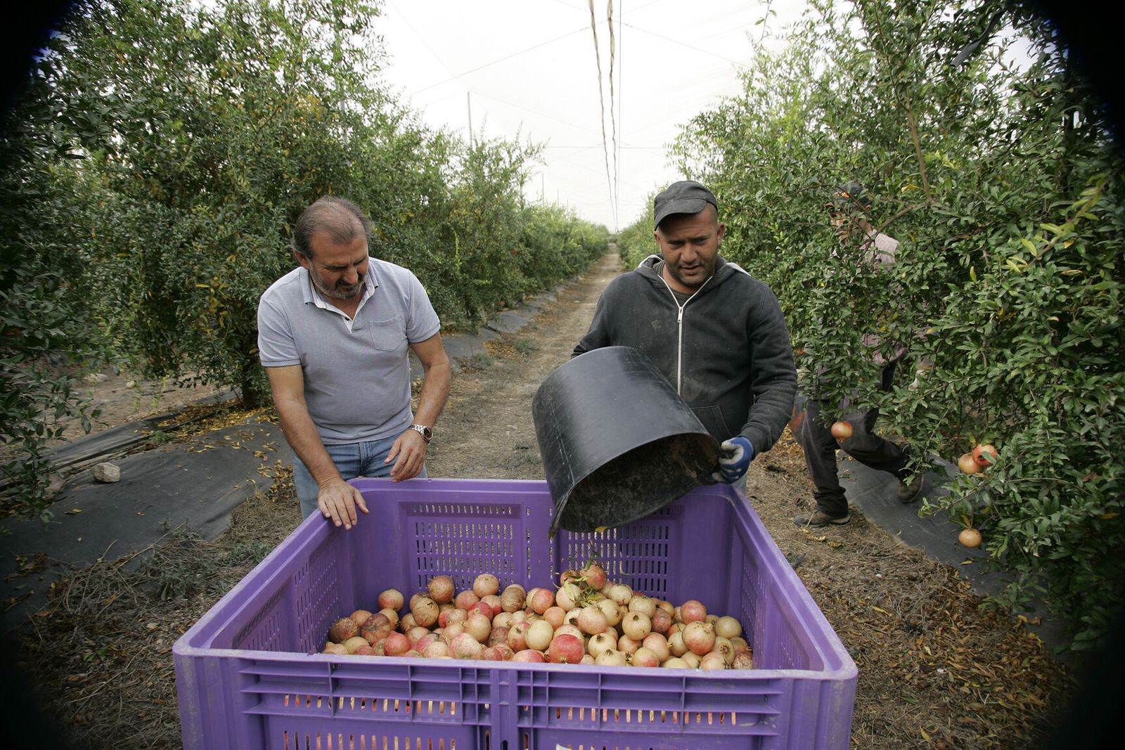 Agricultor en Huércal-Overa.
