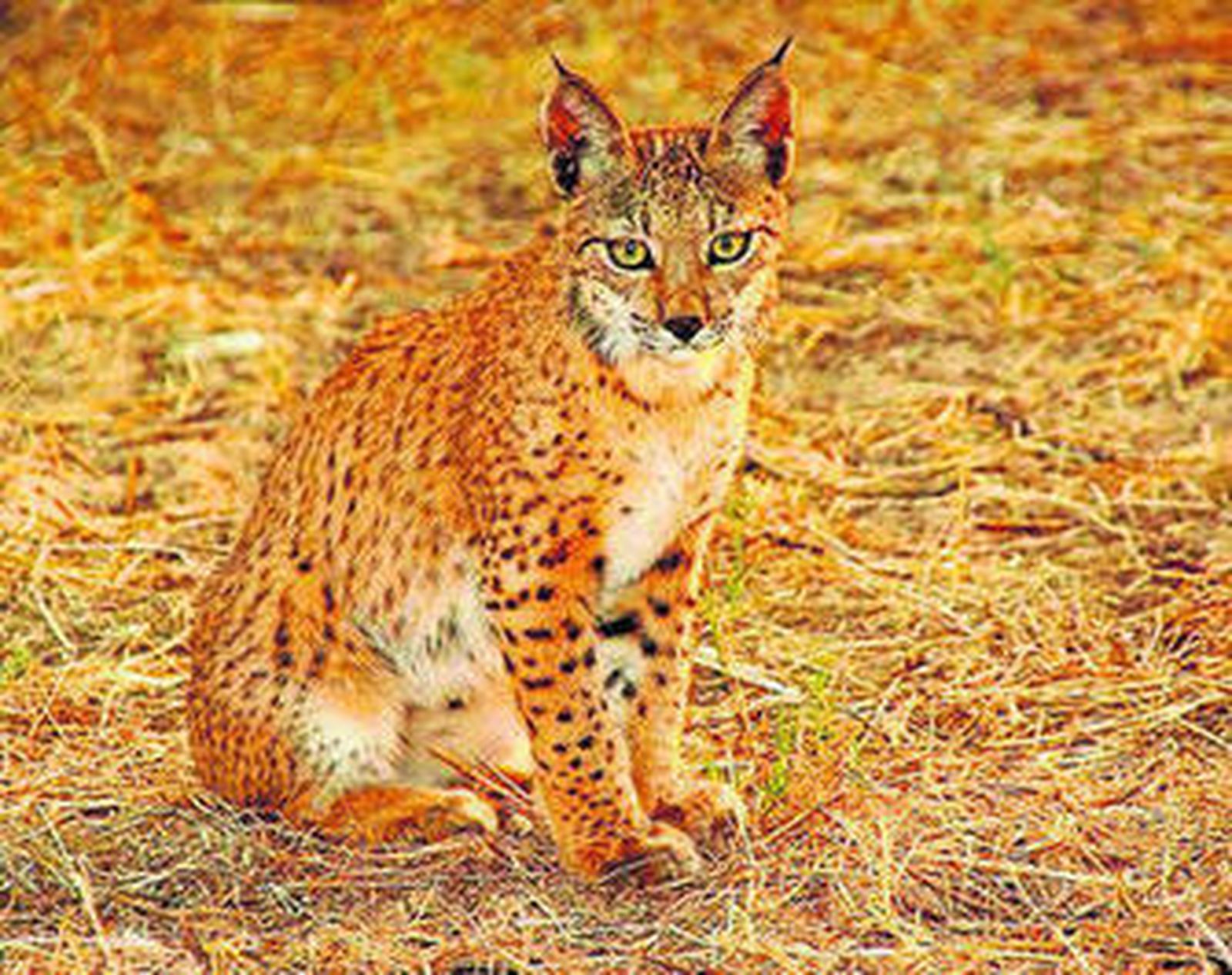 Salvar al piojo exclusivo del lince