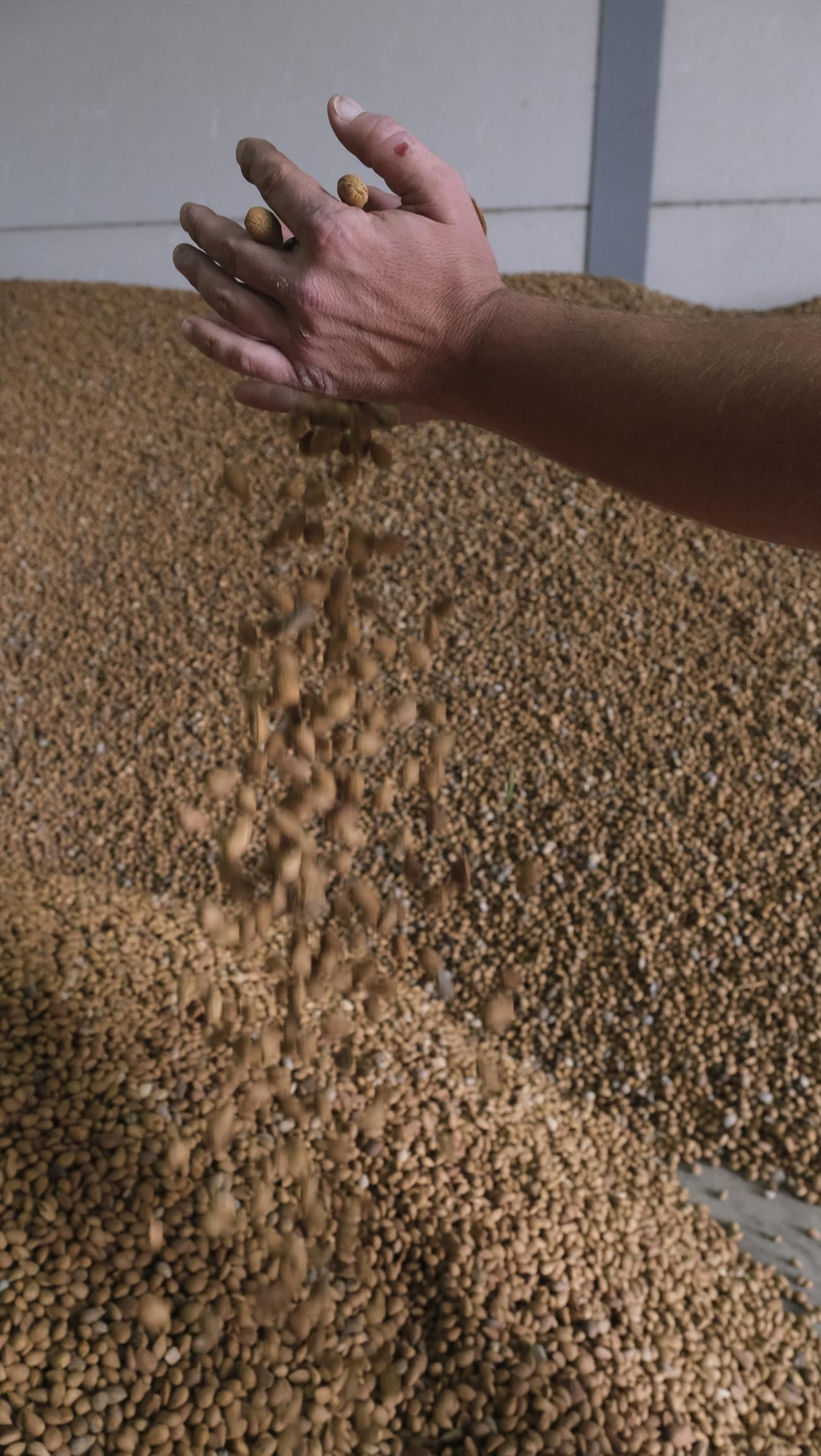 Imágenes de la almendra ecológica de Chirivel