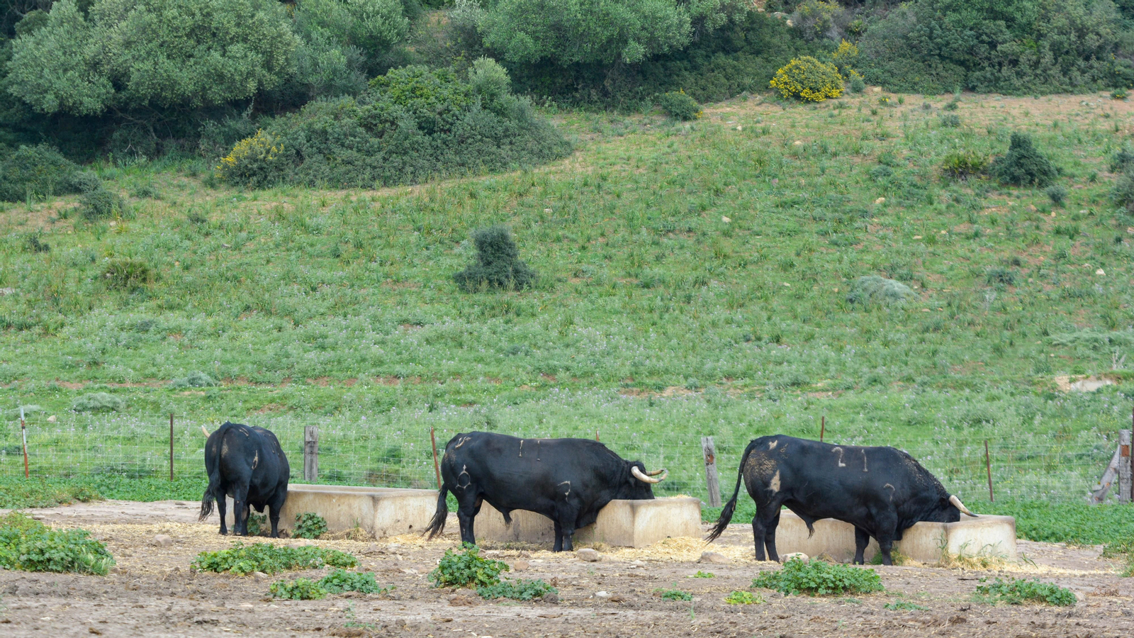 Finca La Palmosilla y la entrevista a Javier Nuñez