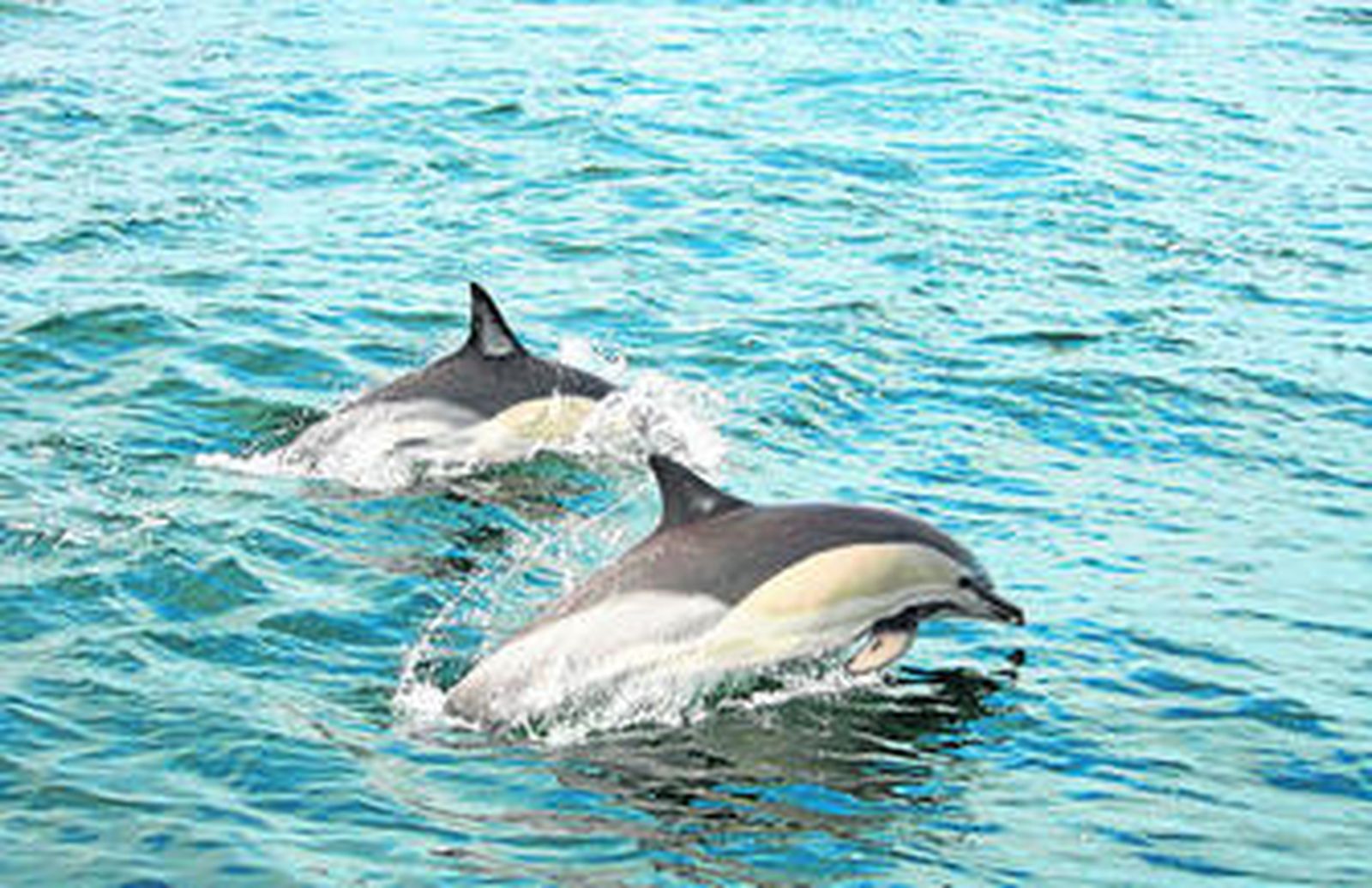 Dos ejemplares de delfín común, en una imagen de Circe.