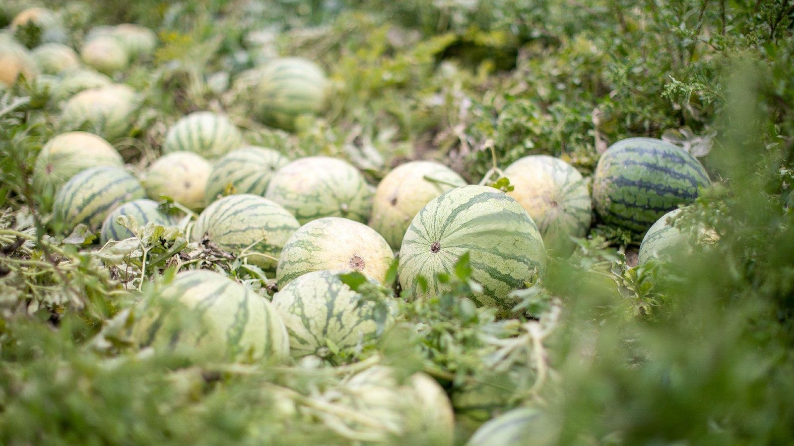 Cultivo de sandías.