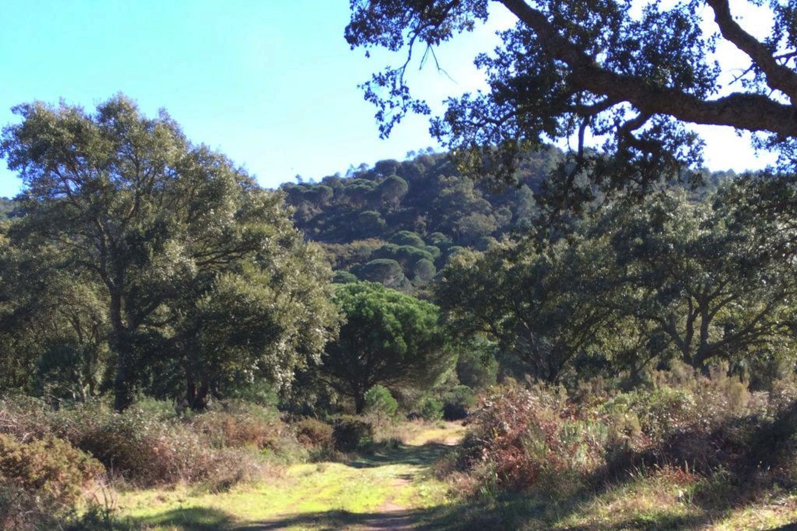 La Teja, entorno natural de Los Barrios