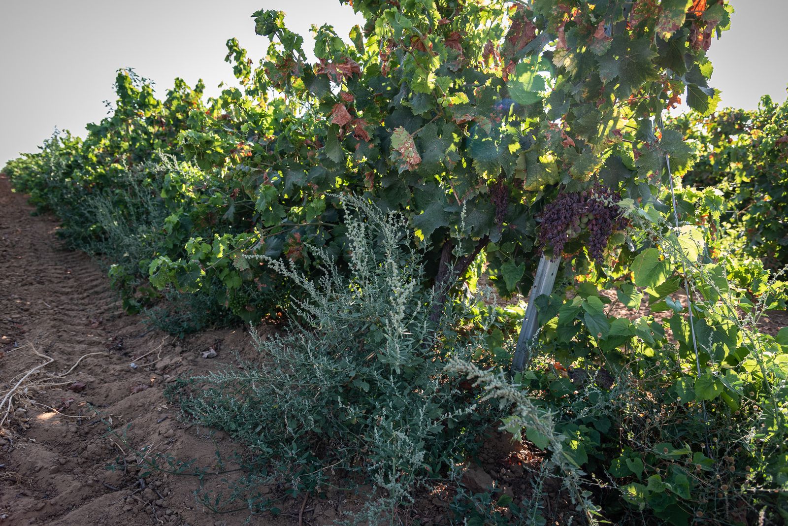 Imágenes de los estragos del parásito mildiu en los viñedos del Condado