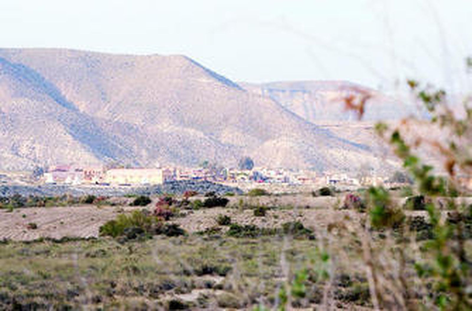 El clima almeriense es idóneo para la plantación de palmeras.