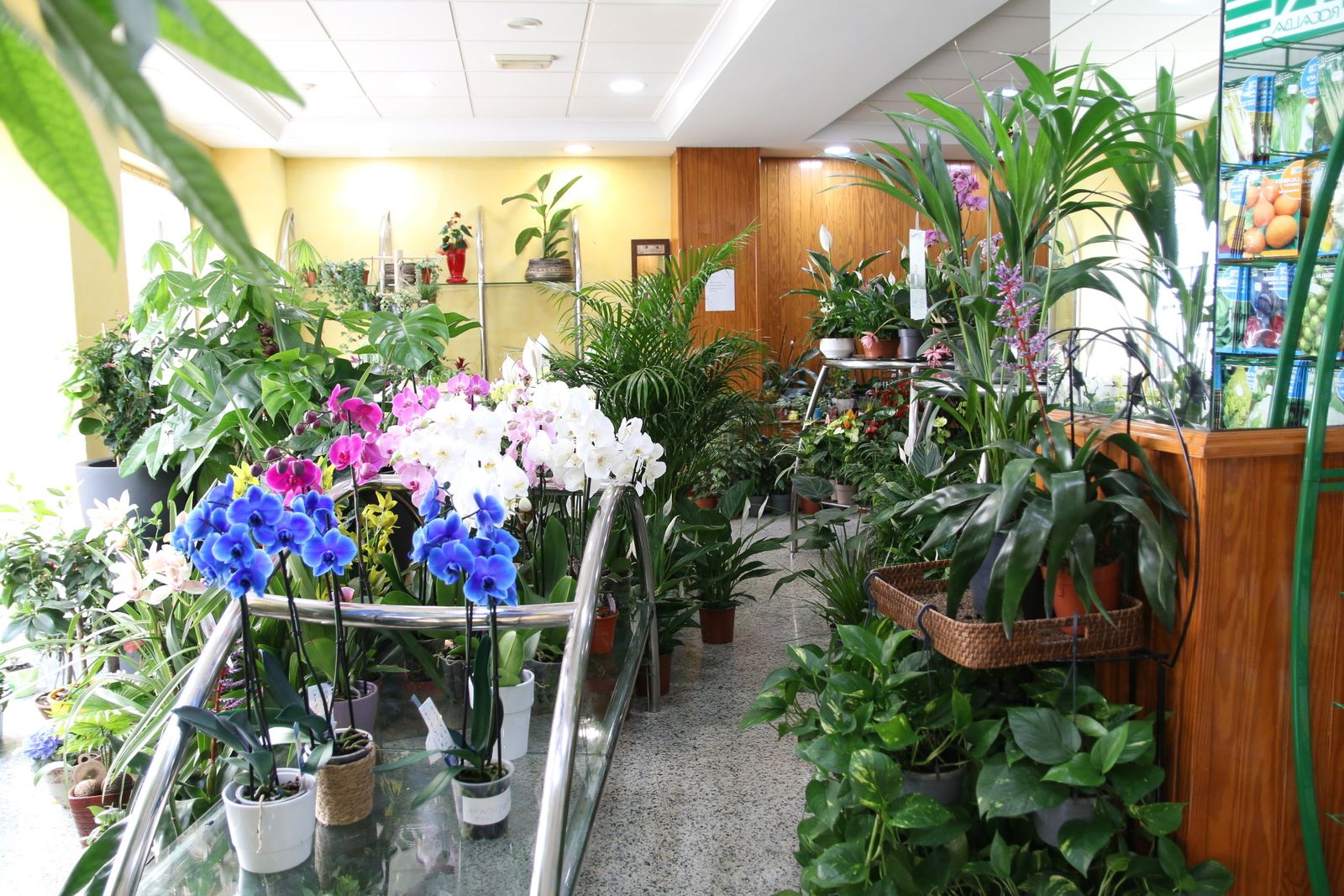 'Mascotas vegetales' en Suministros Tripiana