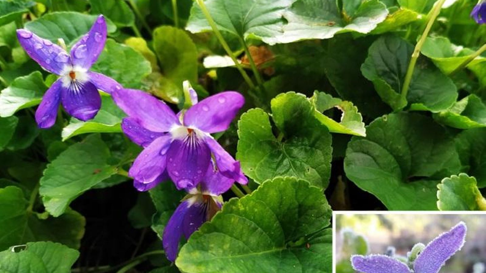 Violeta, violeta de olor.