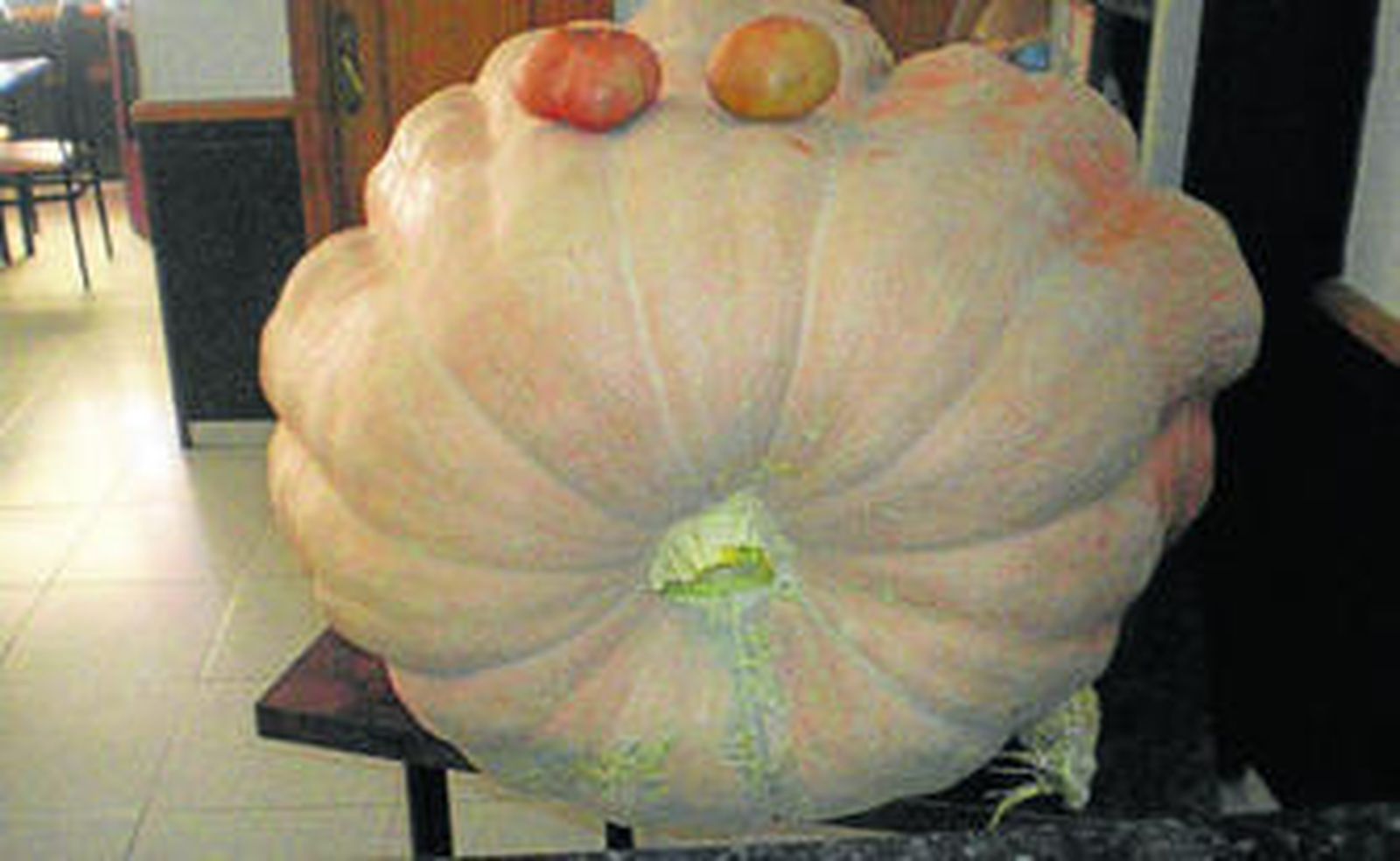 La gran calabaza que se expone en el Restaurante El Paso.