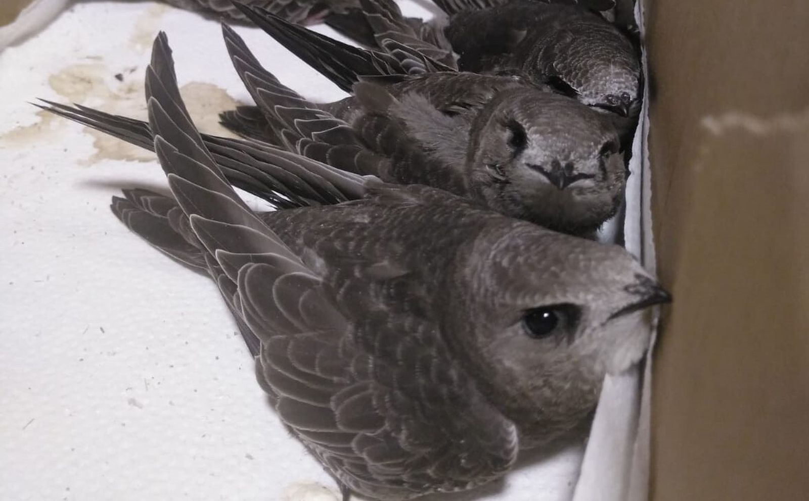 Varios pollos de vencejo.