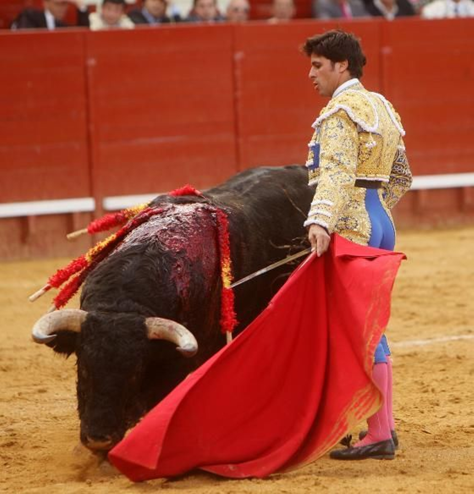 Rivera Ordóñez puso también voluntad y afán, hasta el punto de que quiso agradar  encargándose él mismo de los tercios de banderillas. 

Foto: Juan Carlos Toro