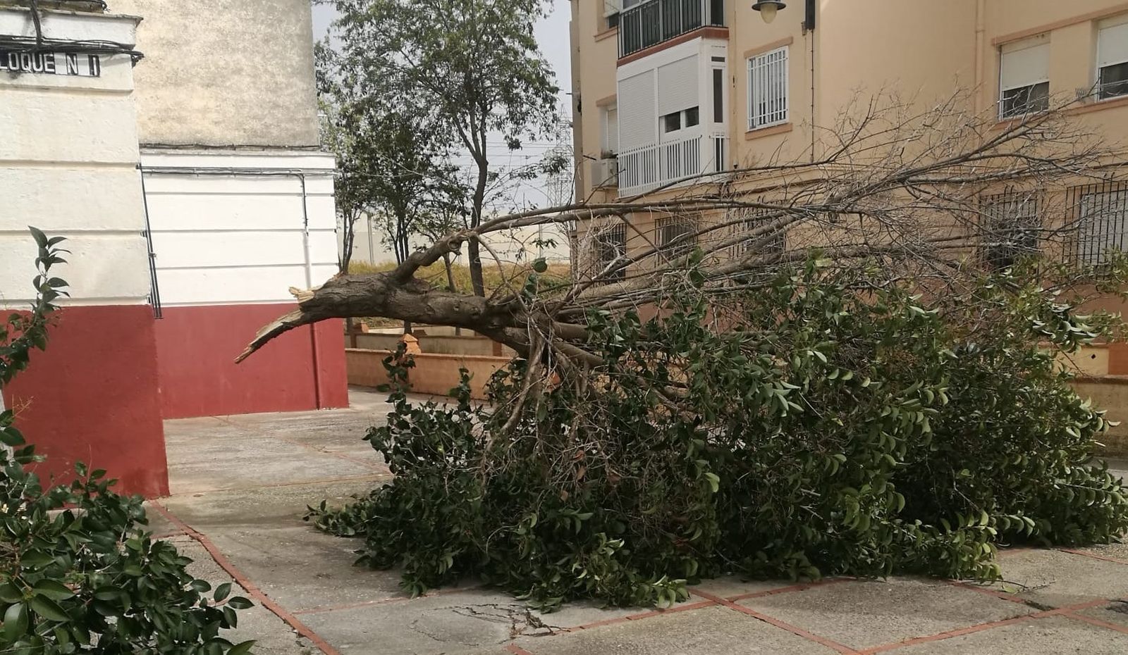Una rama de un árbol caída por el viento en la barriada Bazán.